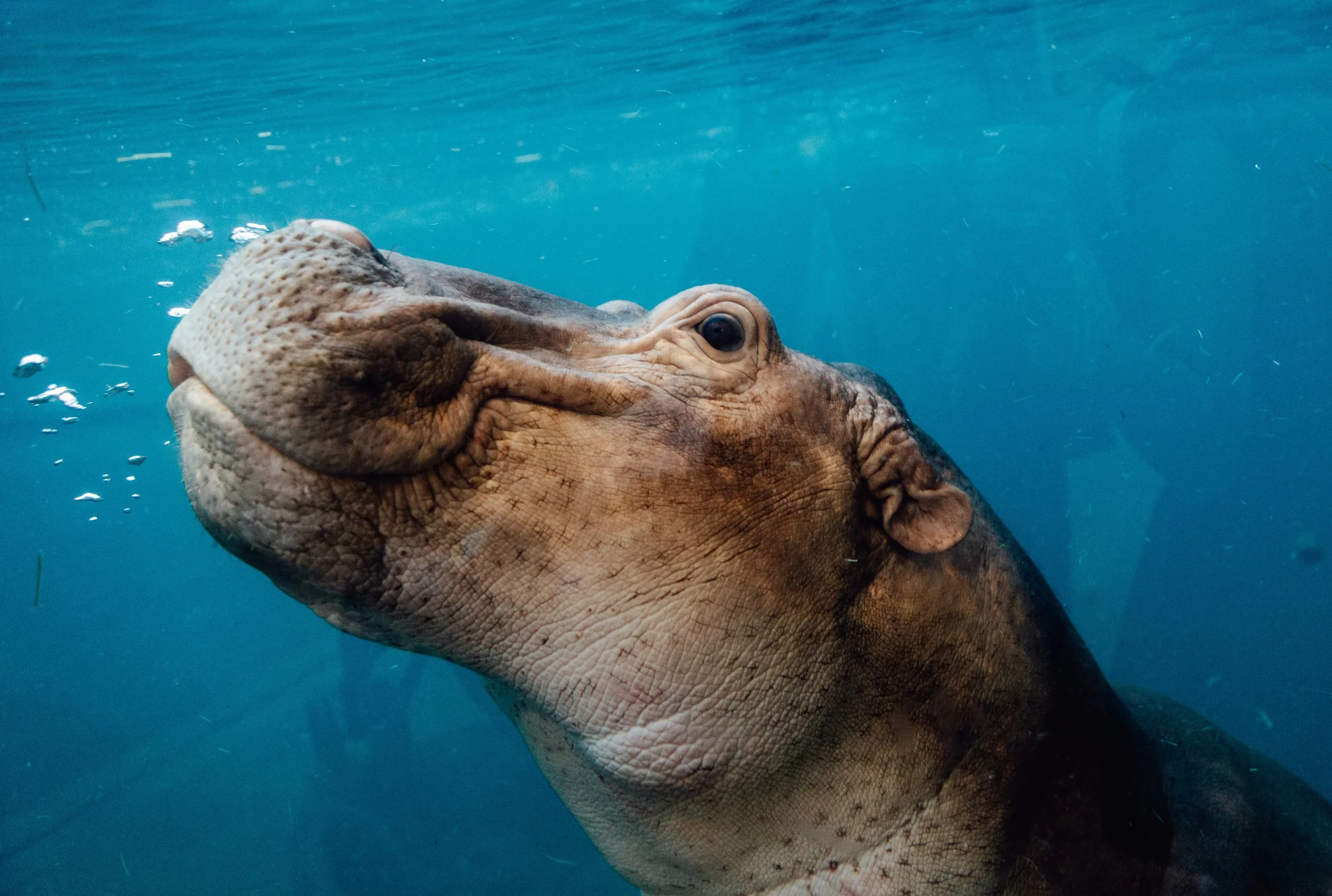 hipoo_1701595765 (Custom).jpg