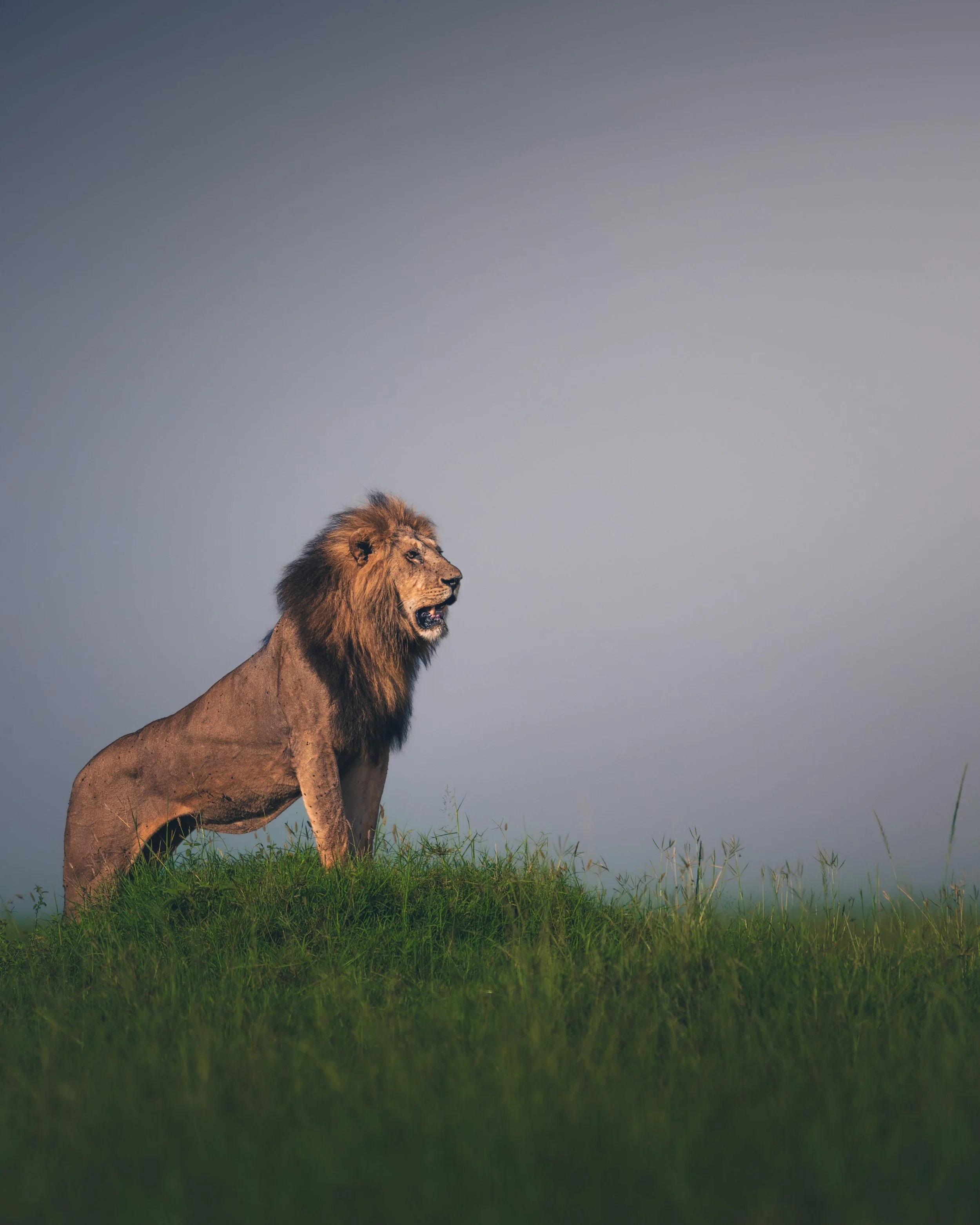 lion_2638063389 (Custom).jpg