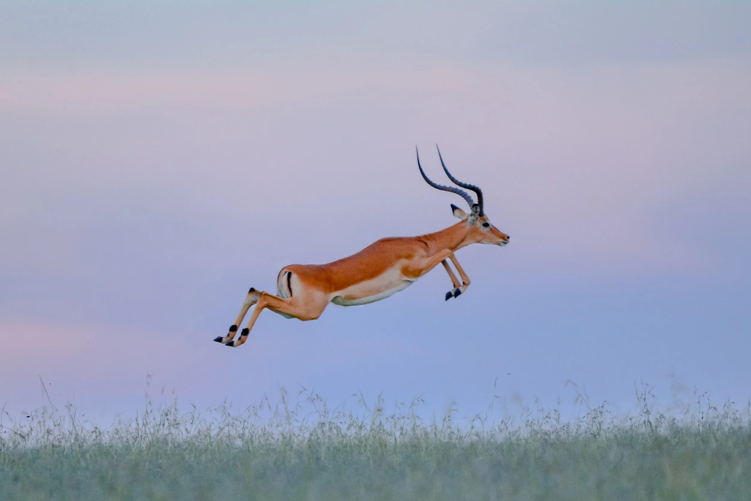 Impalal Jump_1266703183 (Custom).jpg