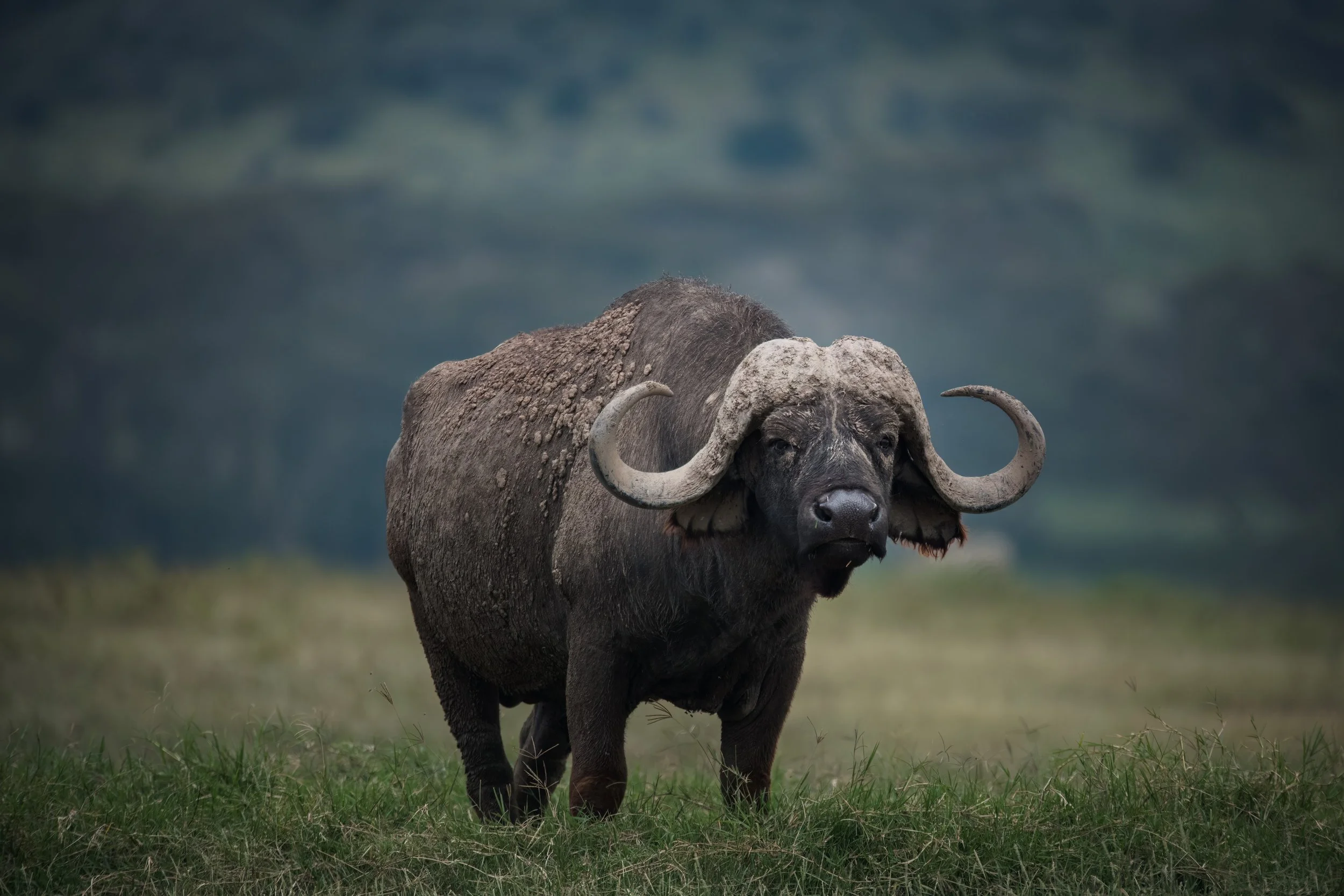 buffalo_2475378343 (Custom).jpg