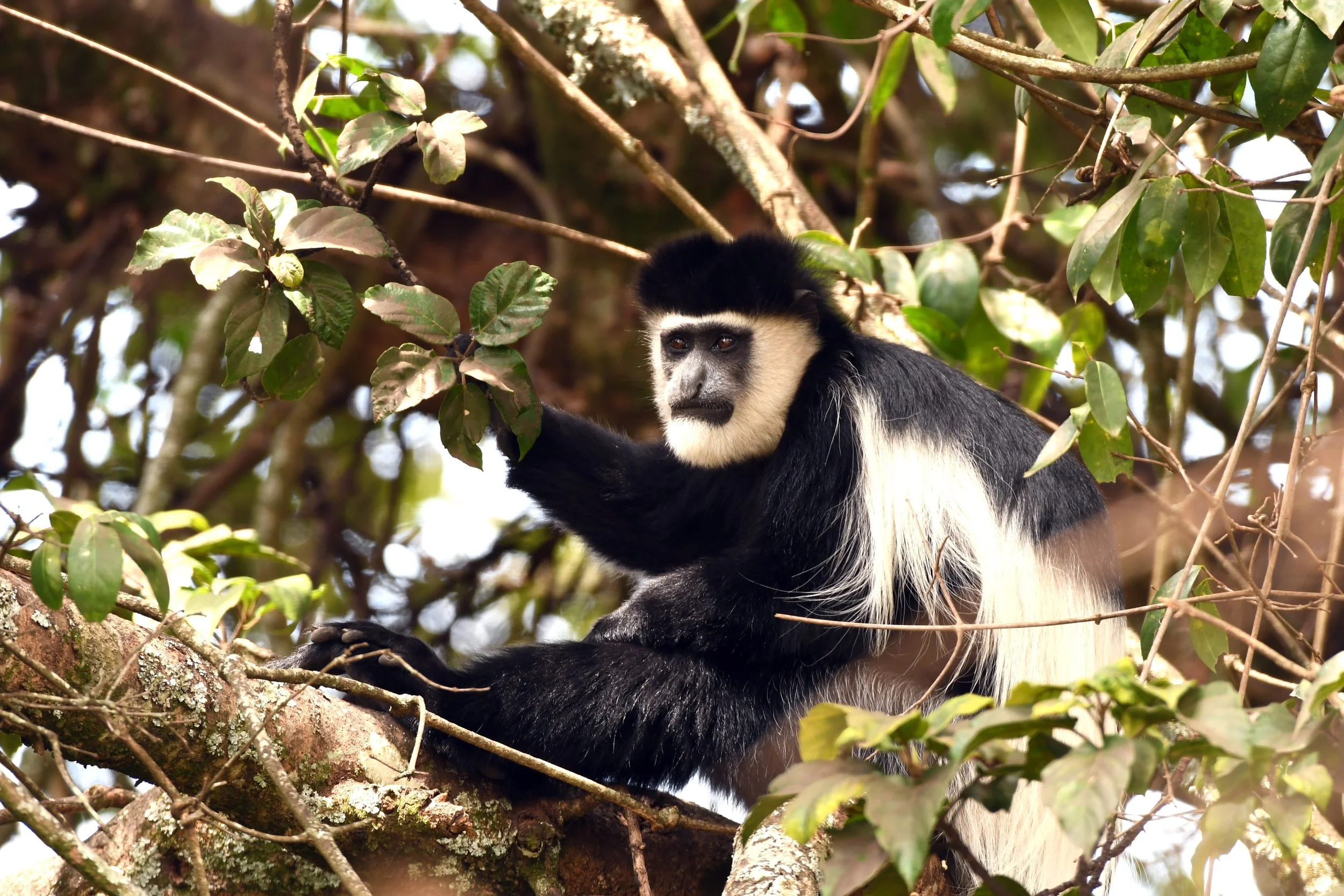 colobus_2451840747 (Custom).jpg