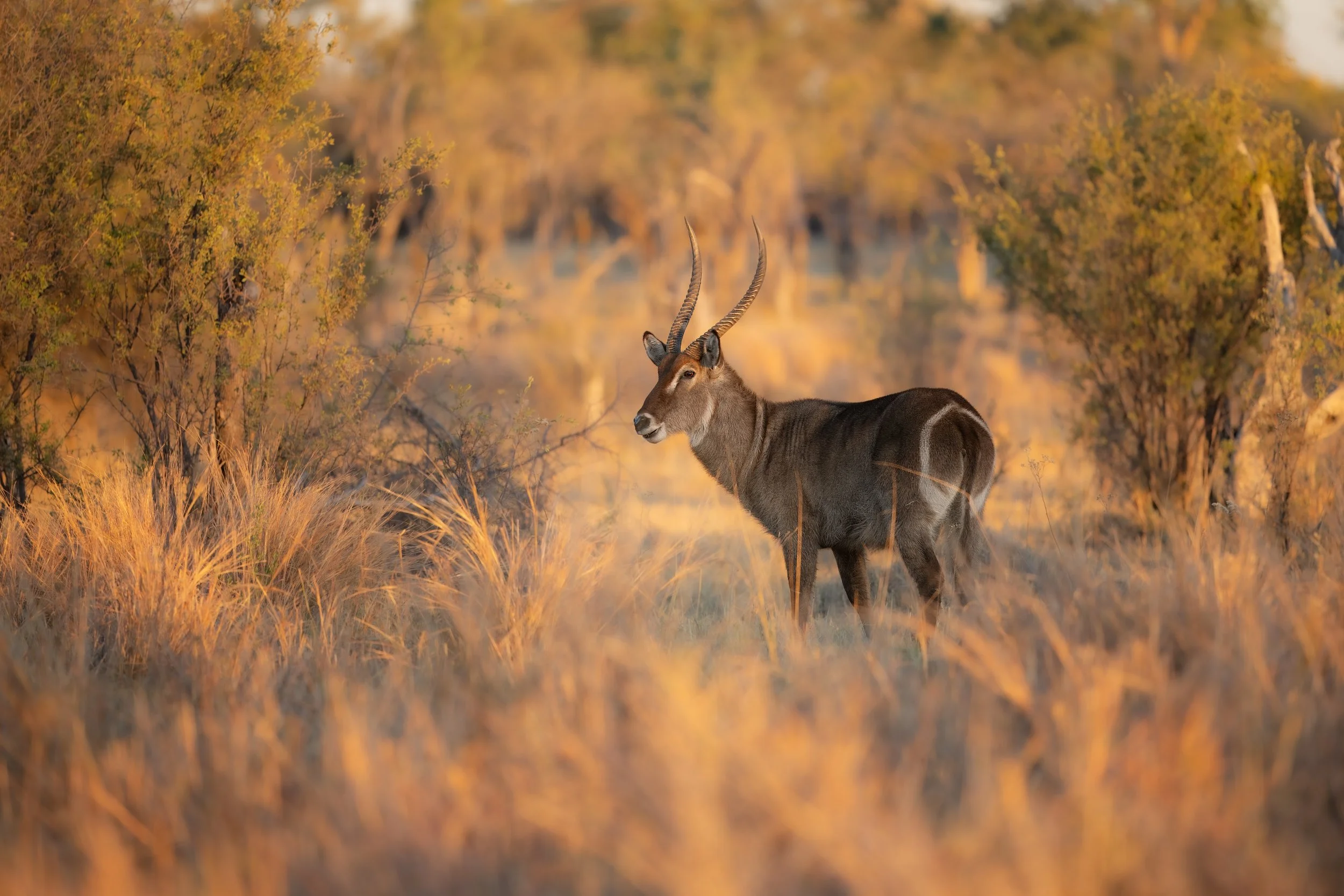 Waterbuck_2501553393 (Custom).jpg