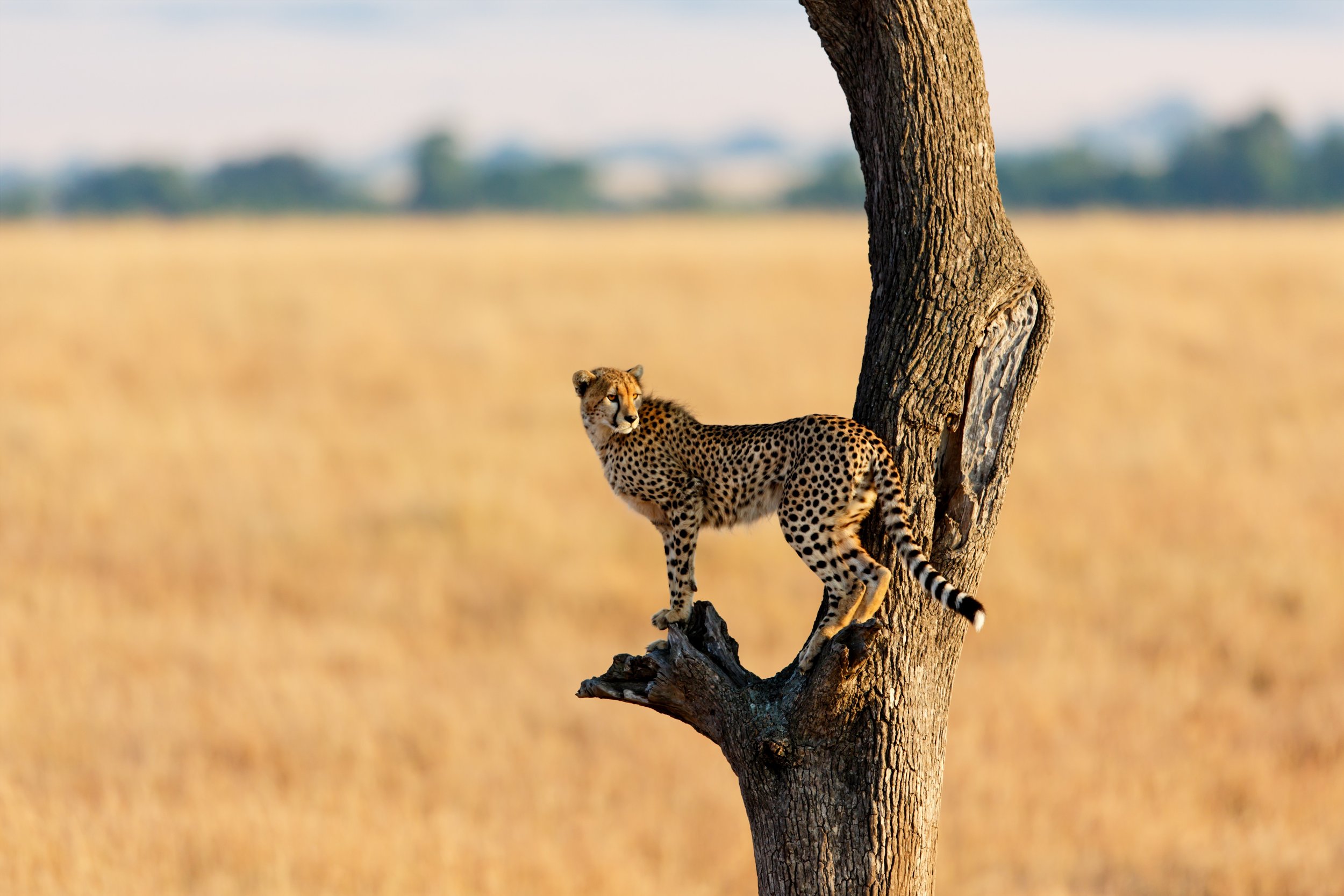 cheetah in tree_151847063 (Custom).jpg