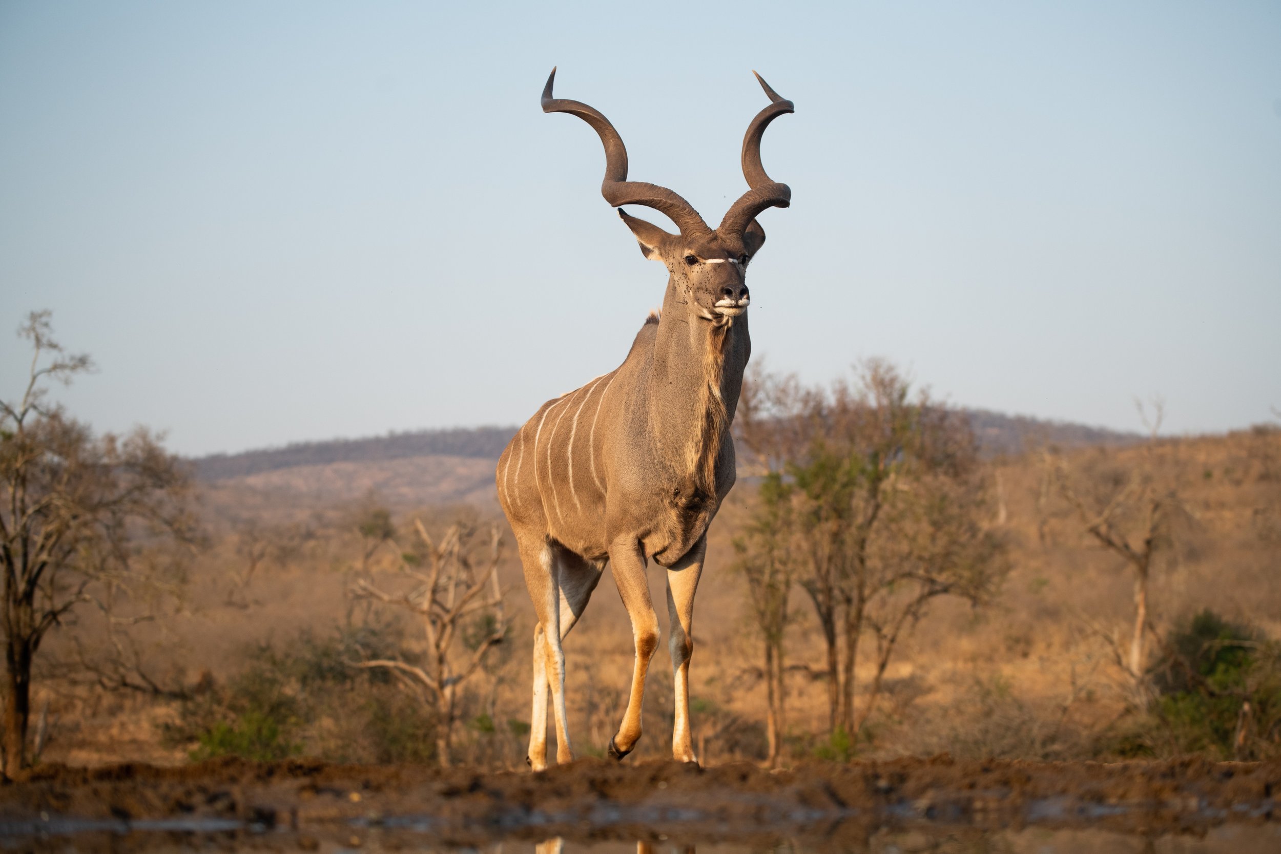 Kudu_2239716245 (Custom) (1).jpg