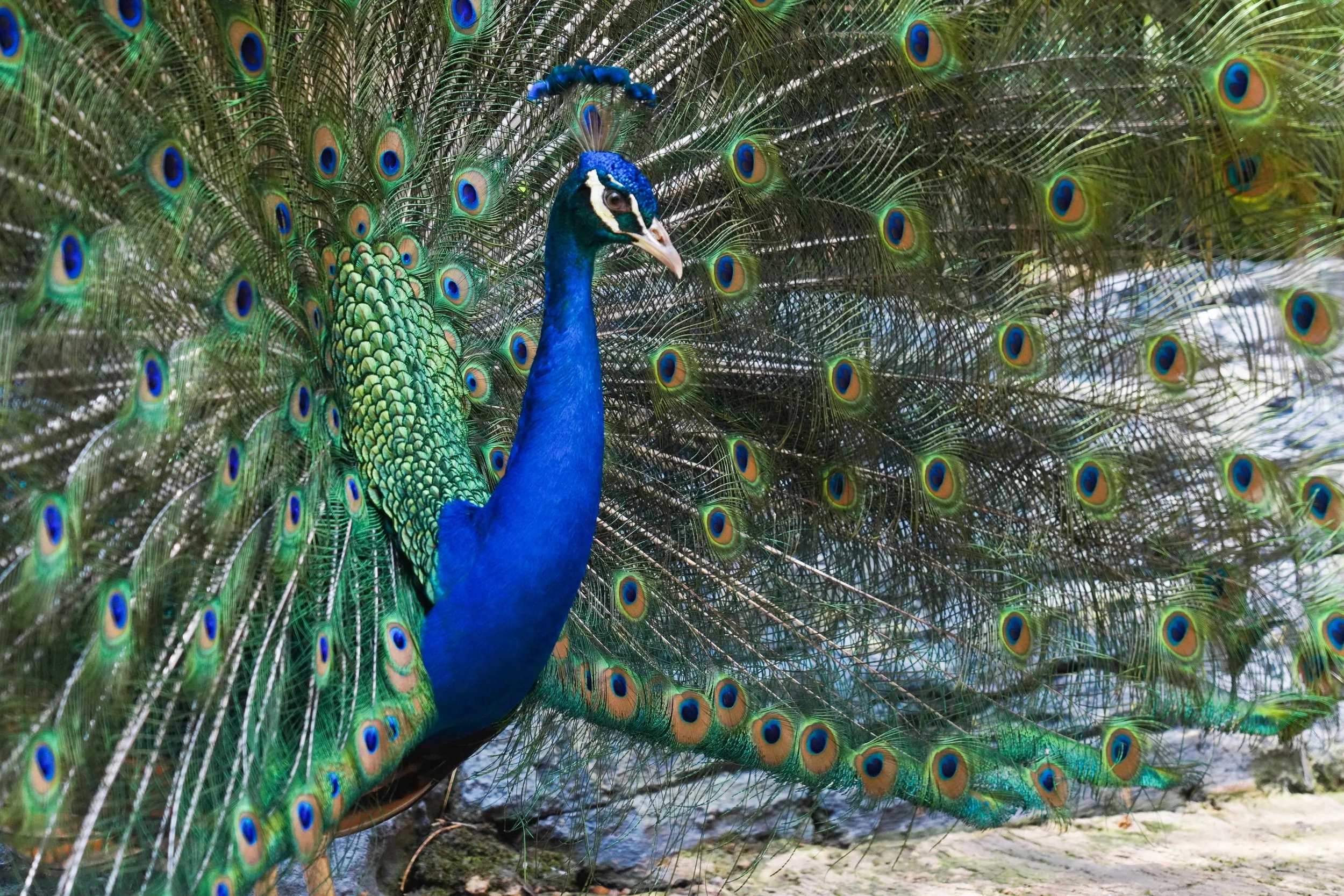 peacock_2512335801 (Custom).jpg