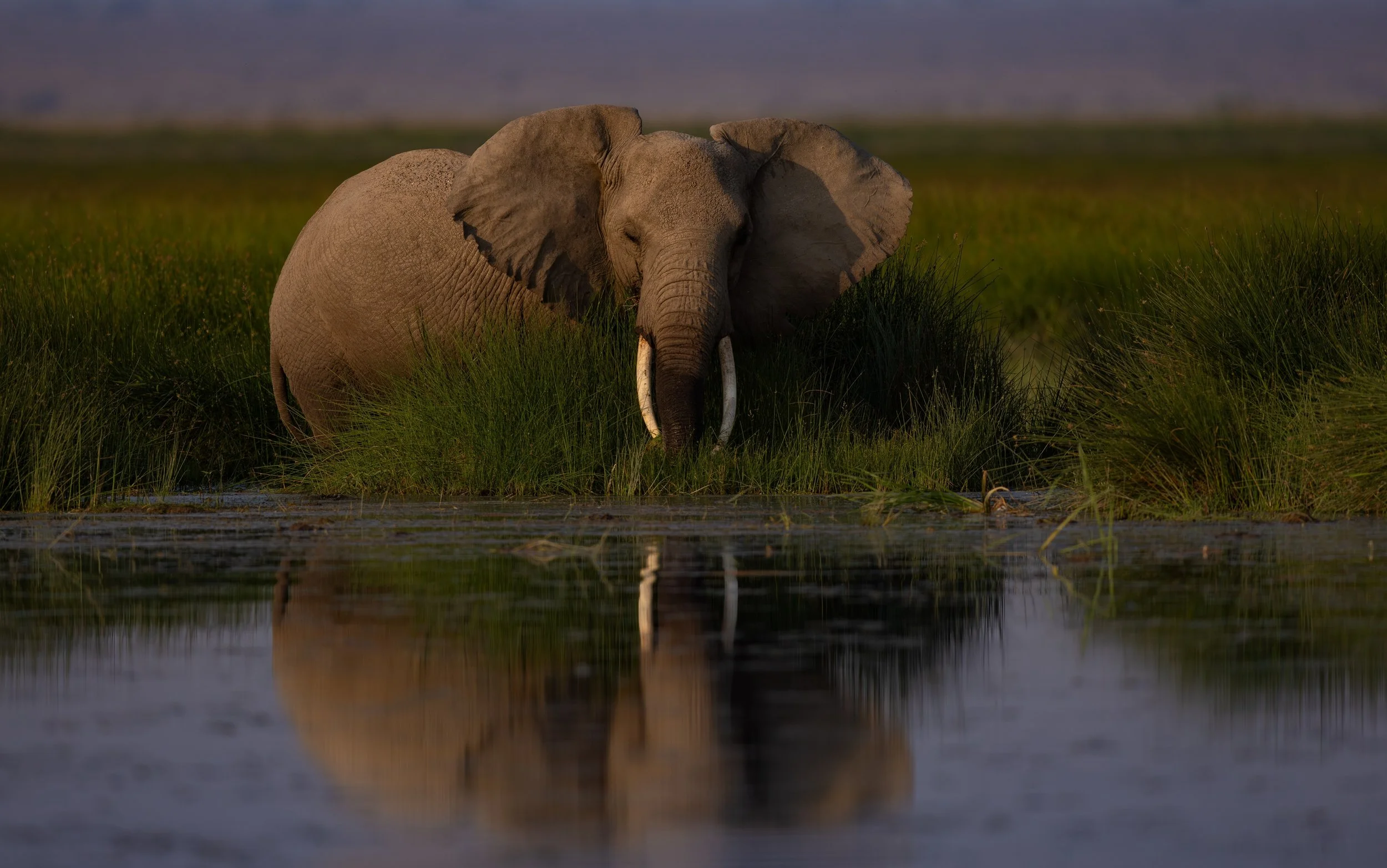 Elephant wallowing_2664657479 (Custom).jpg