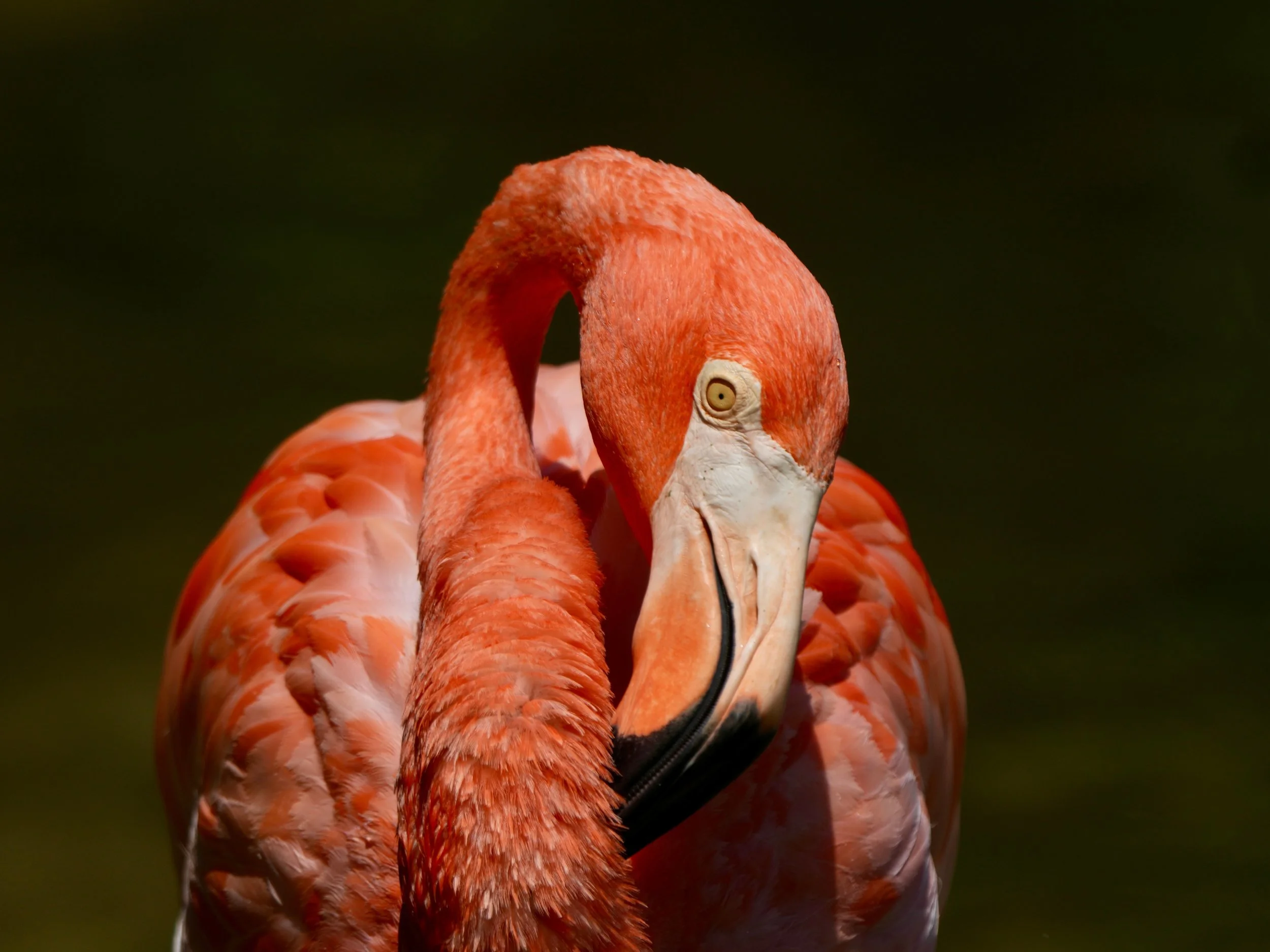 flamingo_2446650841 (Custom).jpg