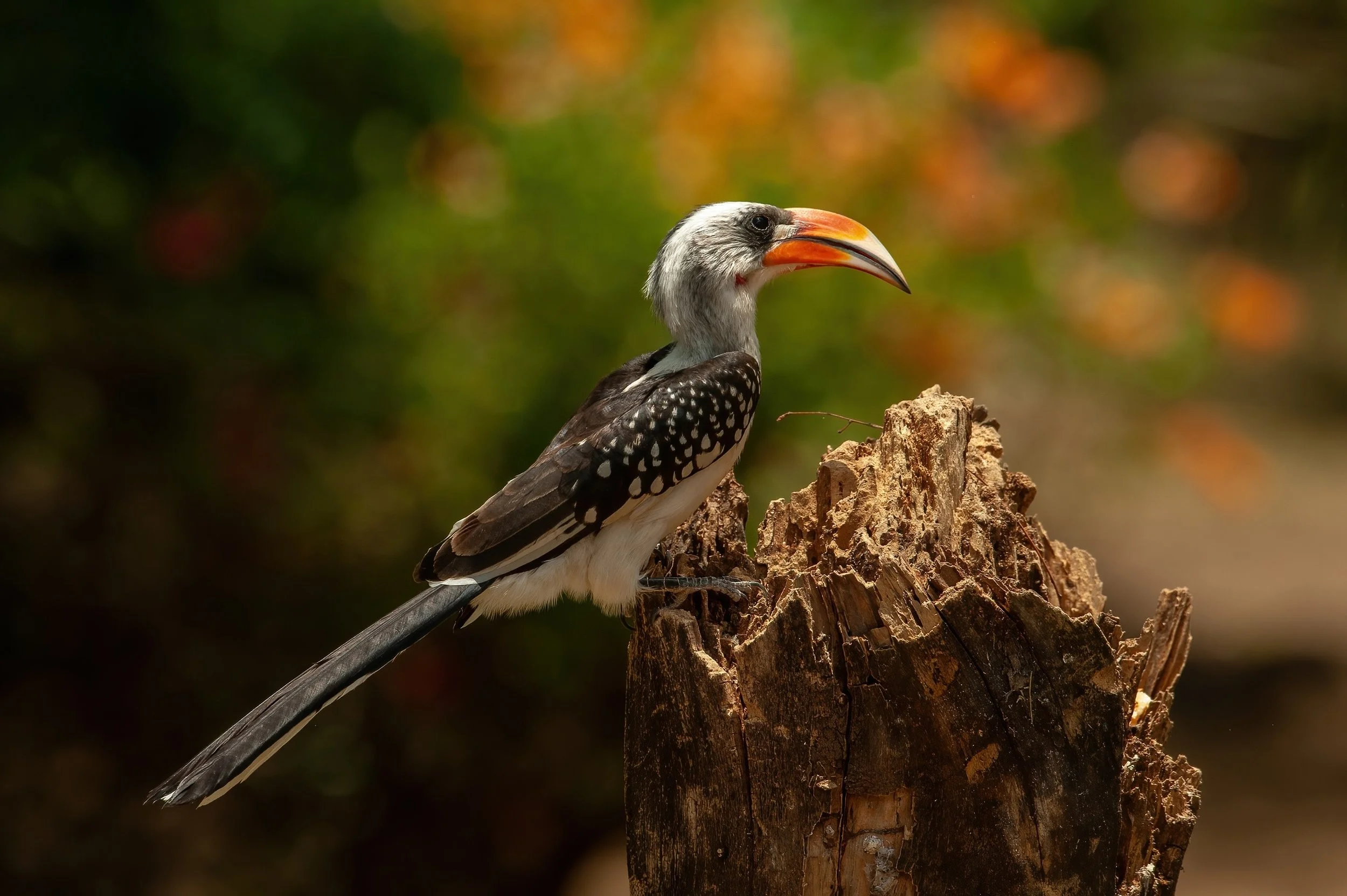 hornbill_2622973505 (Custom).jpg