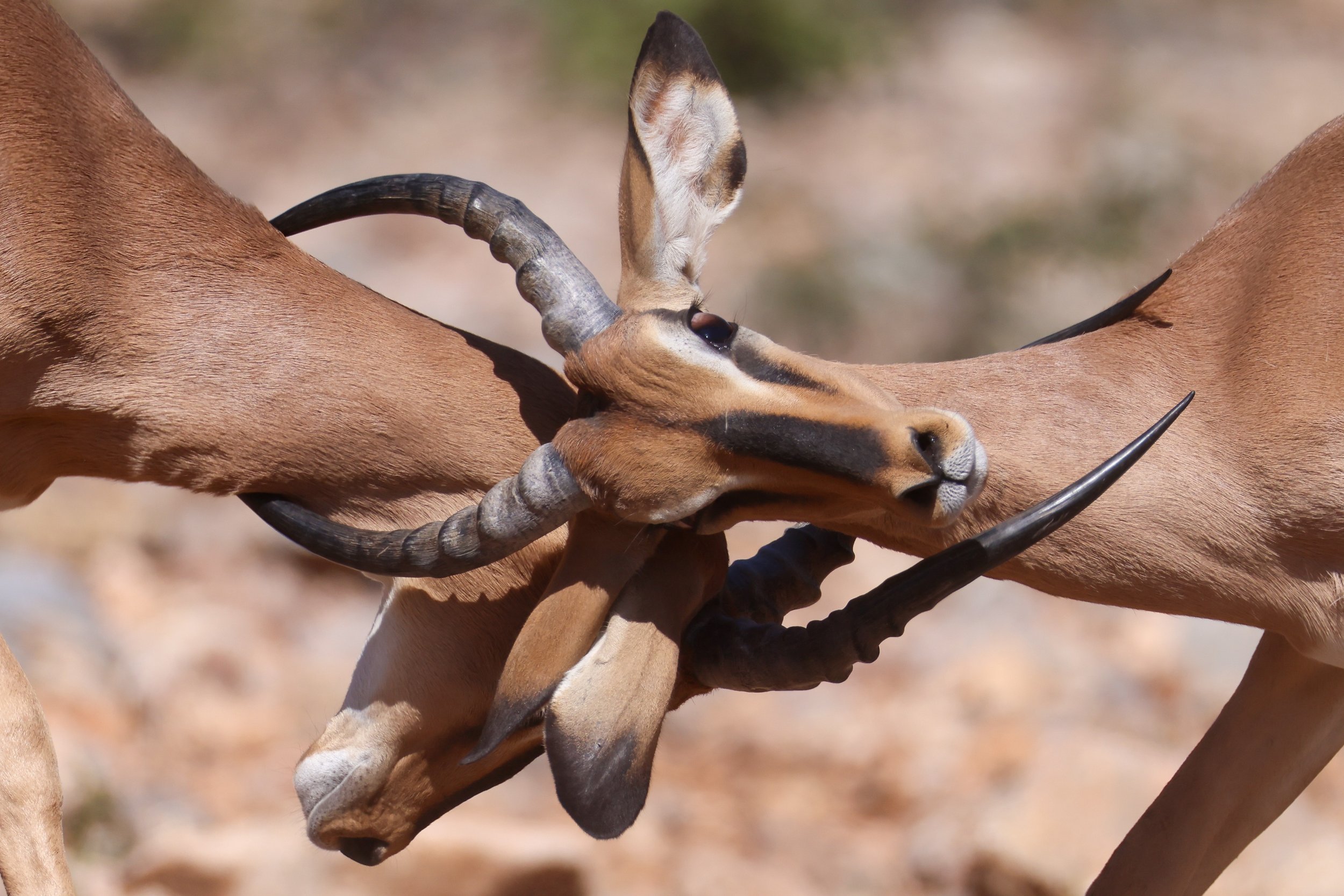 Impala fight_2483612673 (Custom).jpg