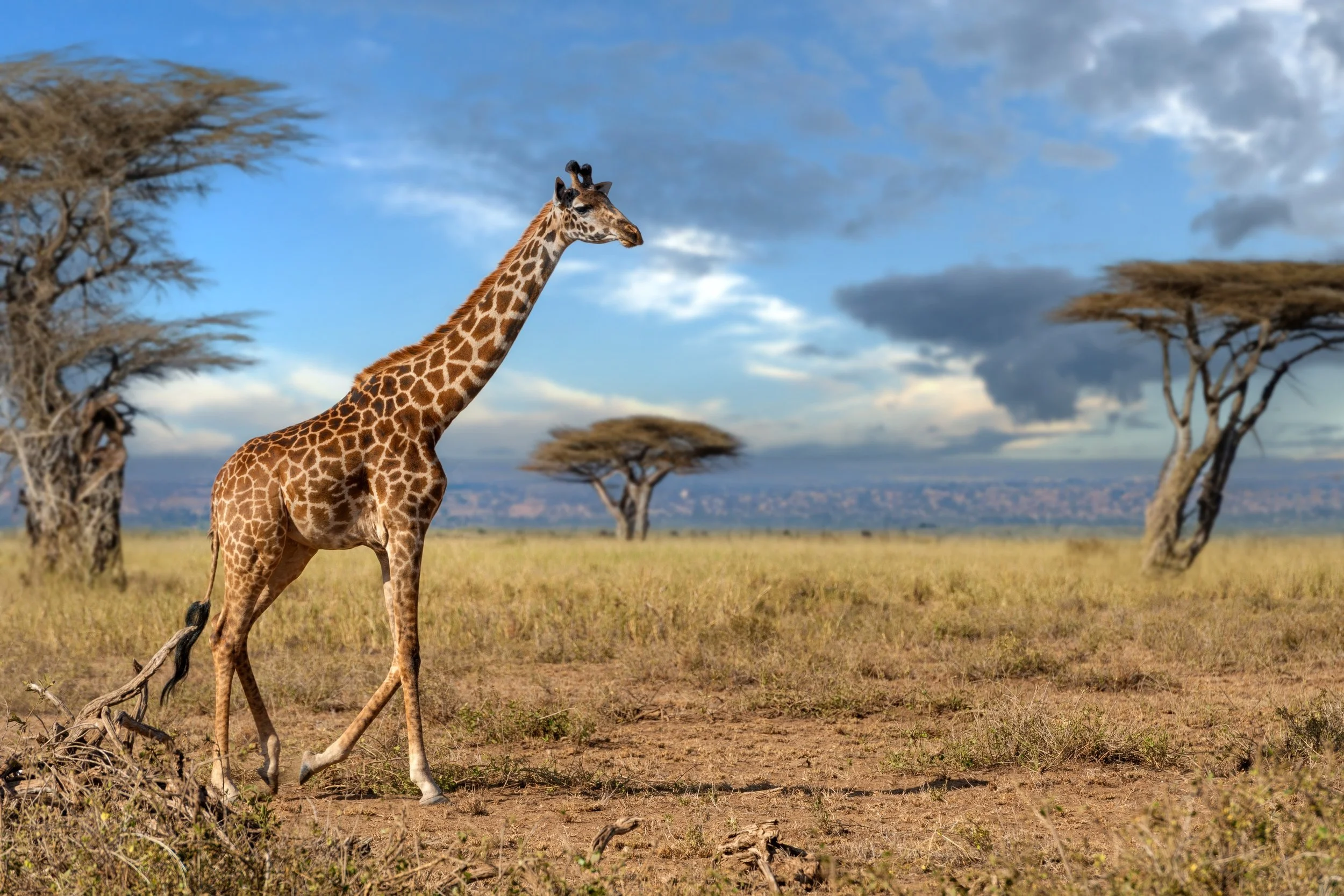 giraffe_2480272819 (Custom).jpg