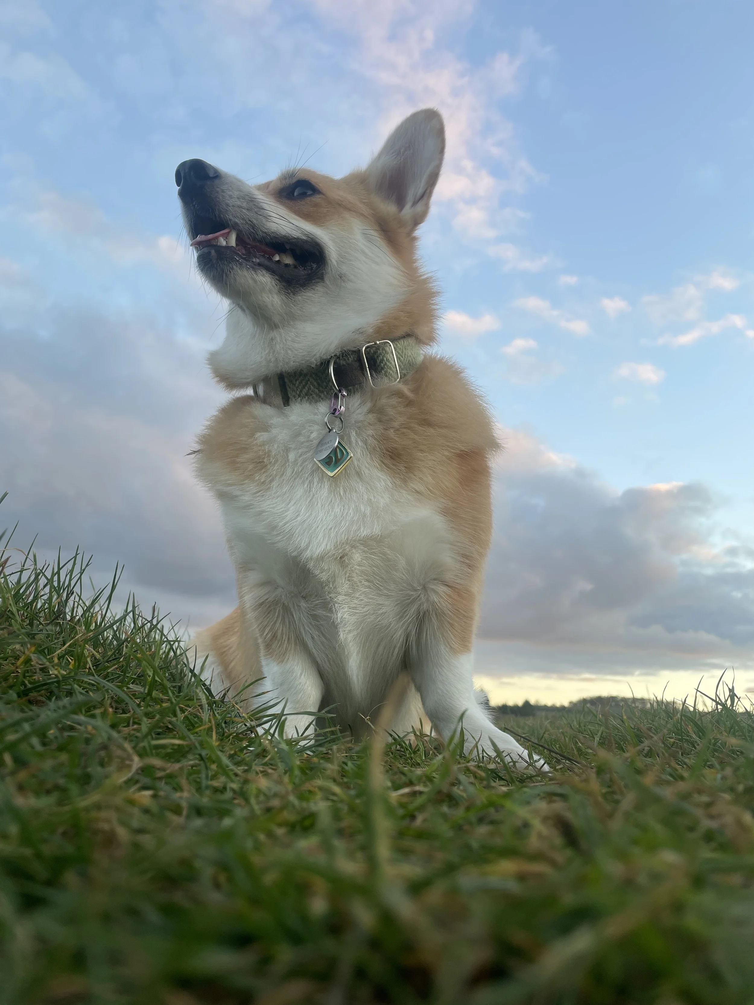 Close-up of a happy dog sitting on the grass under a partly cloudy sky.