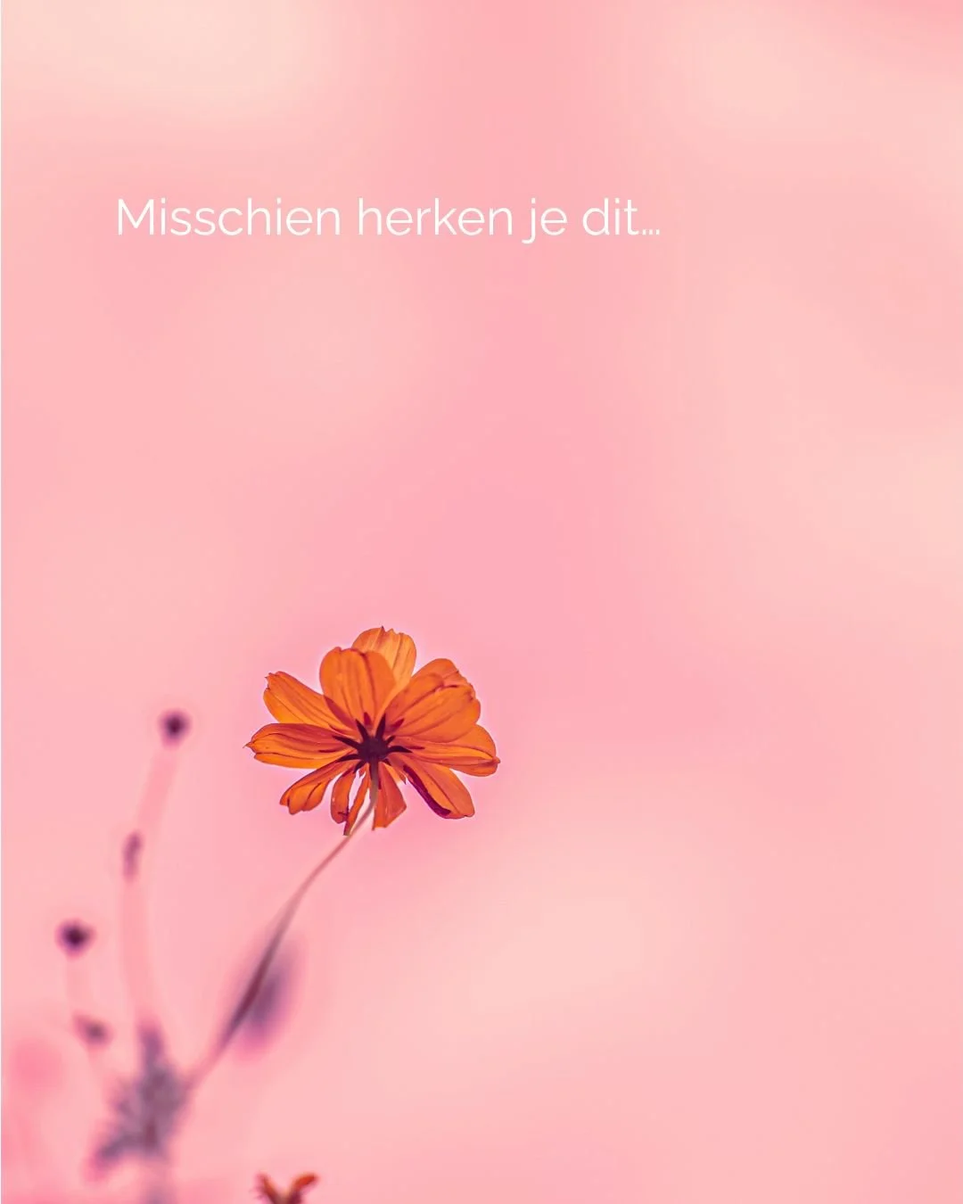 Veel mensen komen bij Groeinest niet omdat ze &ldquo;stuk&rdquo; zijn.�
Maar omdat ze voelen: zo wil ik niet verder.

Moe zijn is geen zwakte.�
Het is vaak het begin van eerlijk kijken.