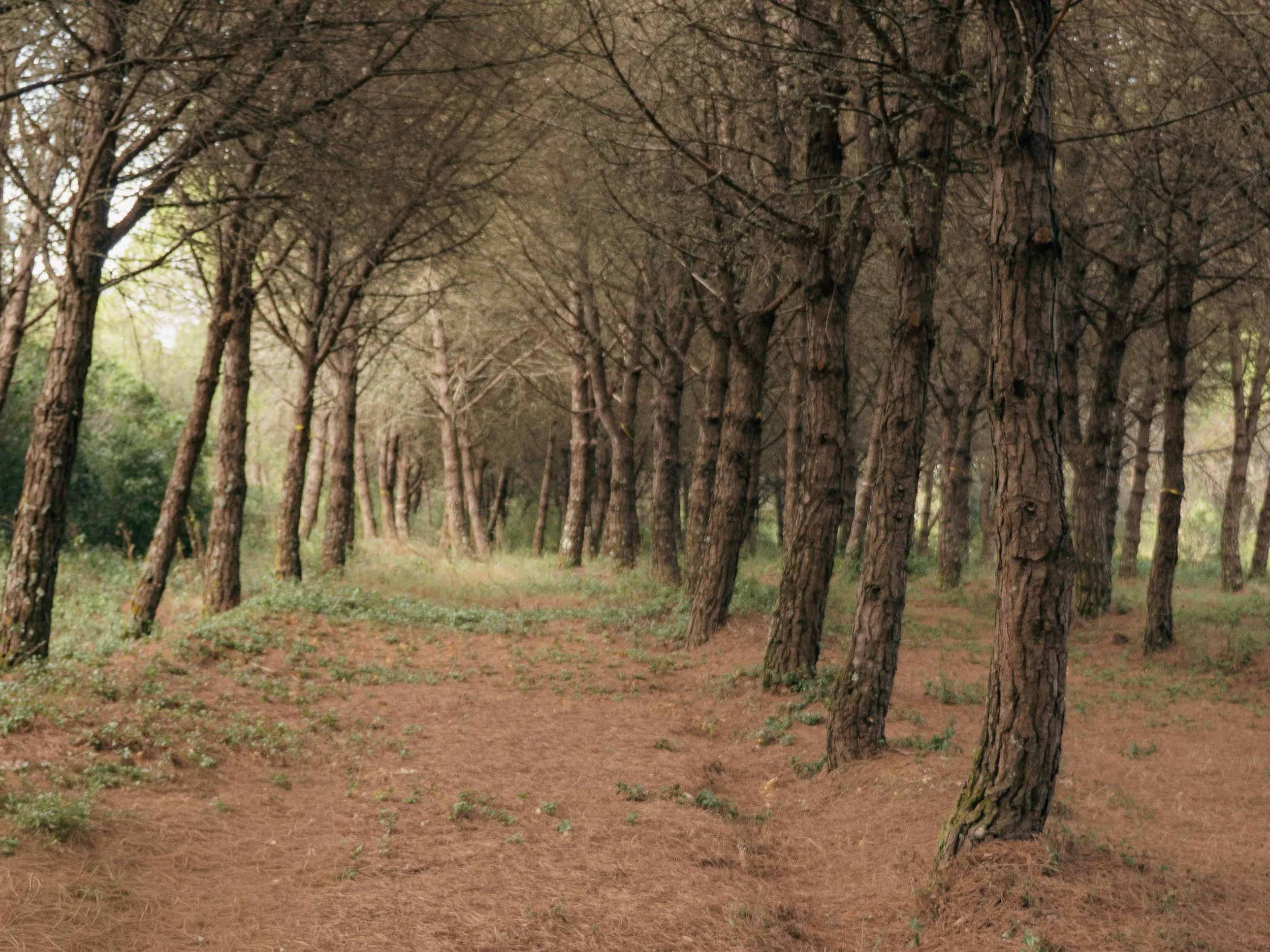 Rooted in Renewal: Quinta da Bufala Celebrates A 10-Year Legacy of Regeneration