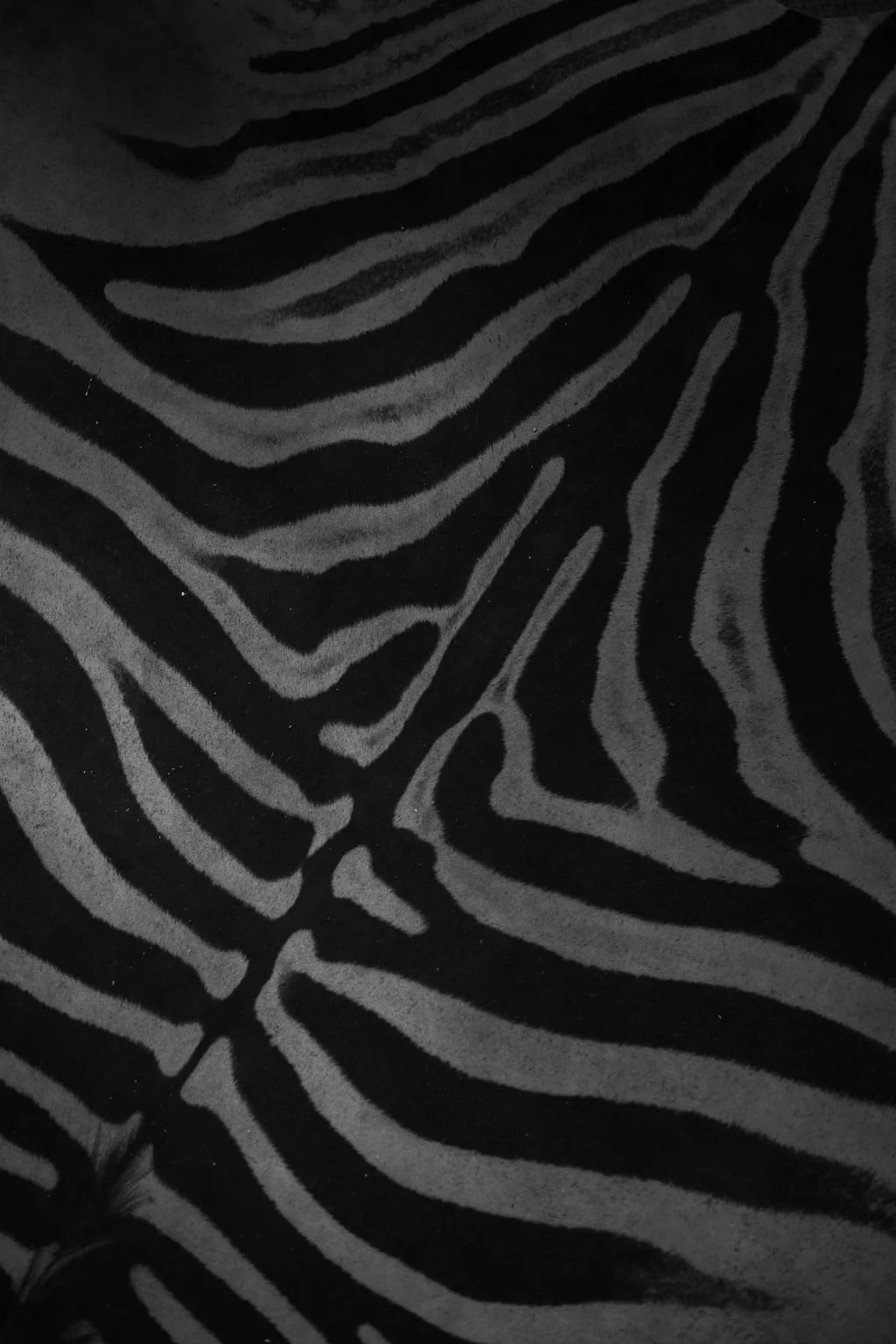 DSC_5200.jpeg