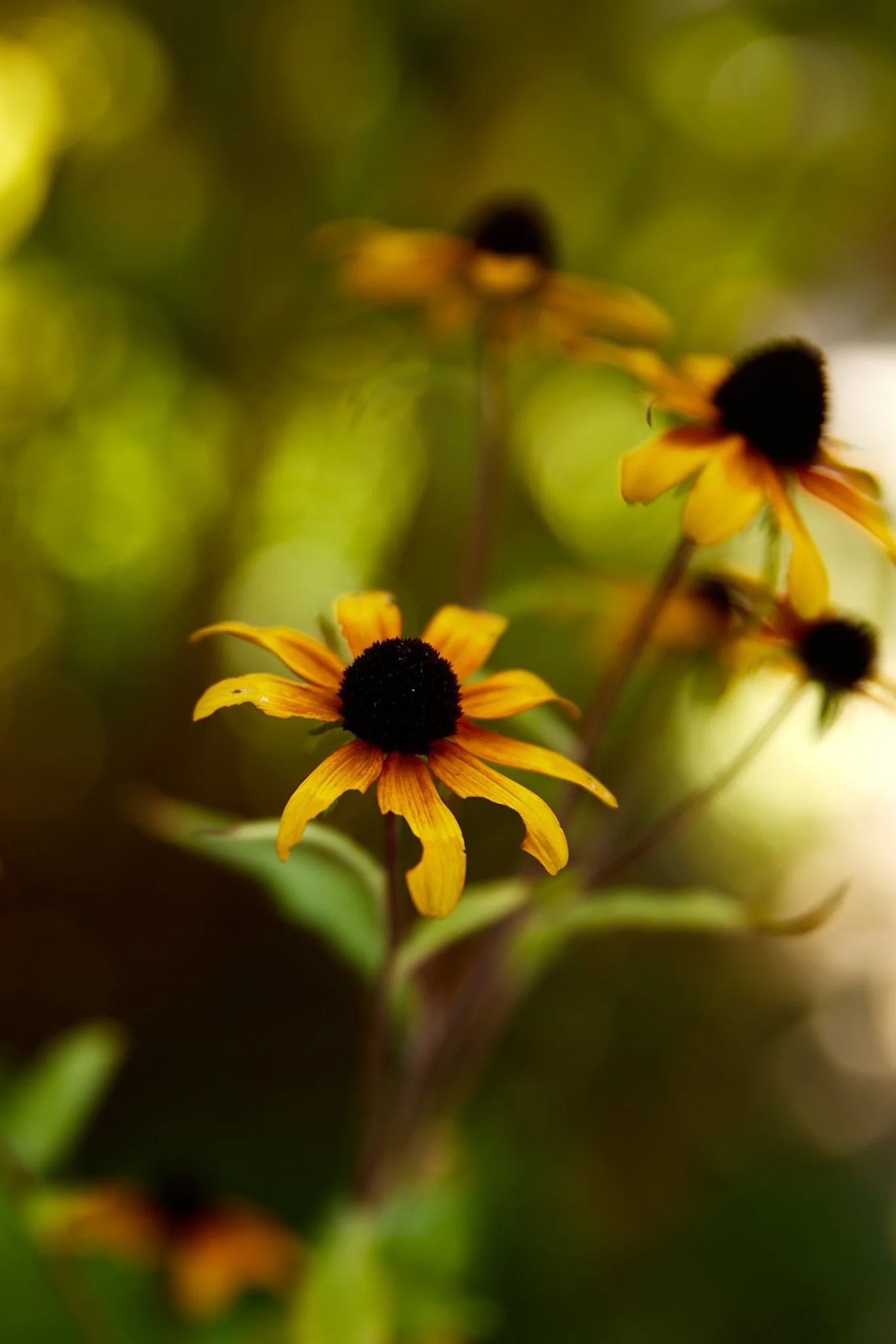 Close-up of yellow coneflowers with dark brown centers against a blurred green background