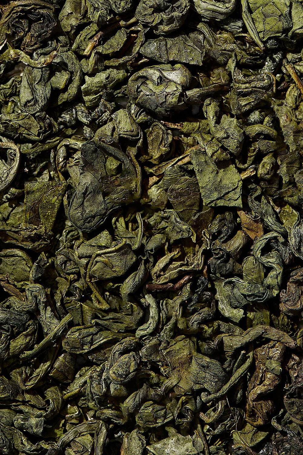Kombucha_About_1223_Claudia Carmo.jpg