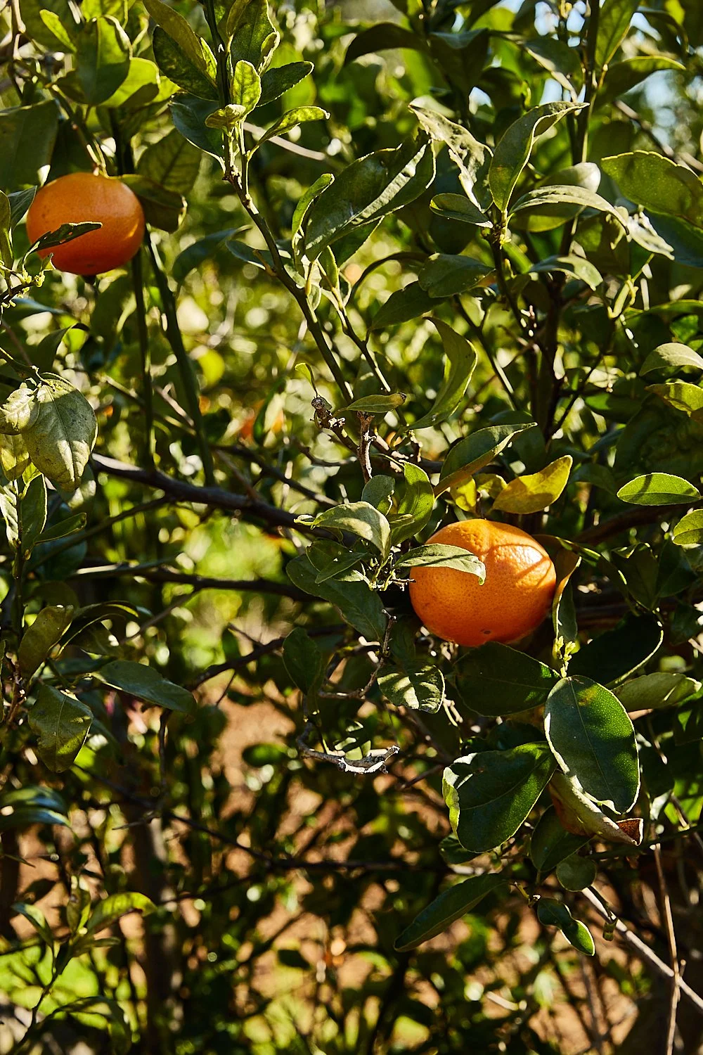 Lost in Fuseta Cookbook_Surroundings_1327_.jpg