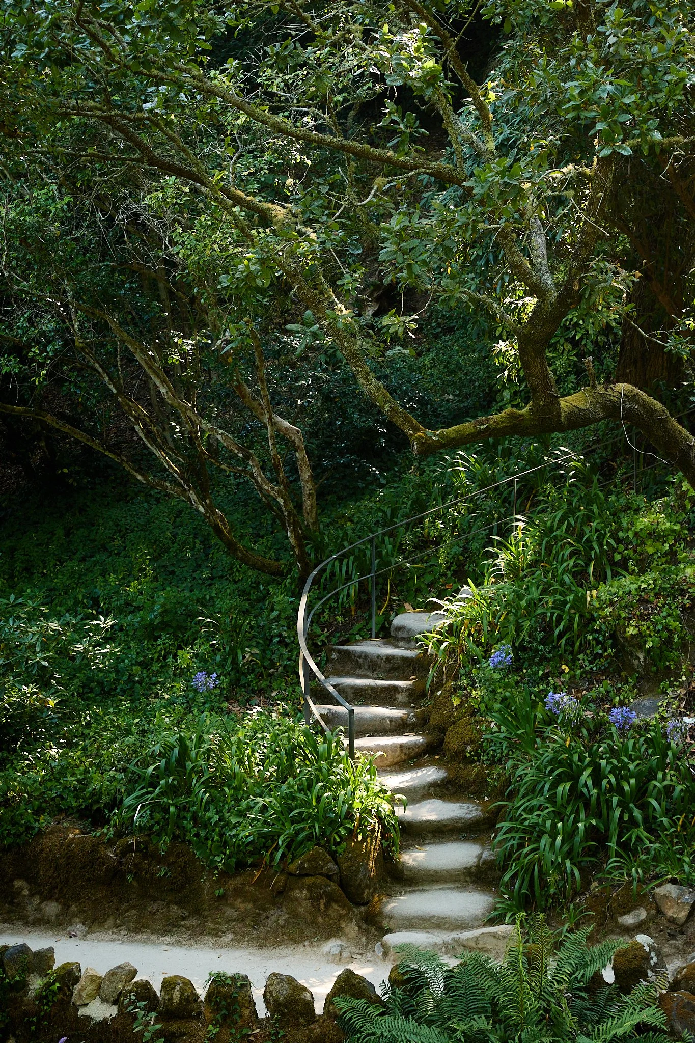 Moss-covered stone steps winding through a lush woodland garden beneath leafy trees and ferns