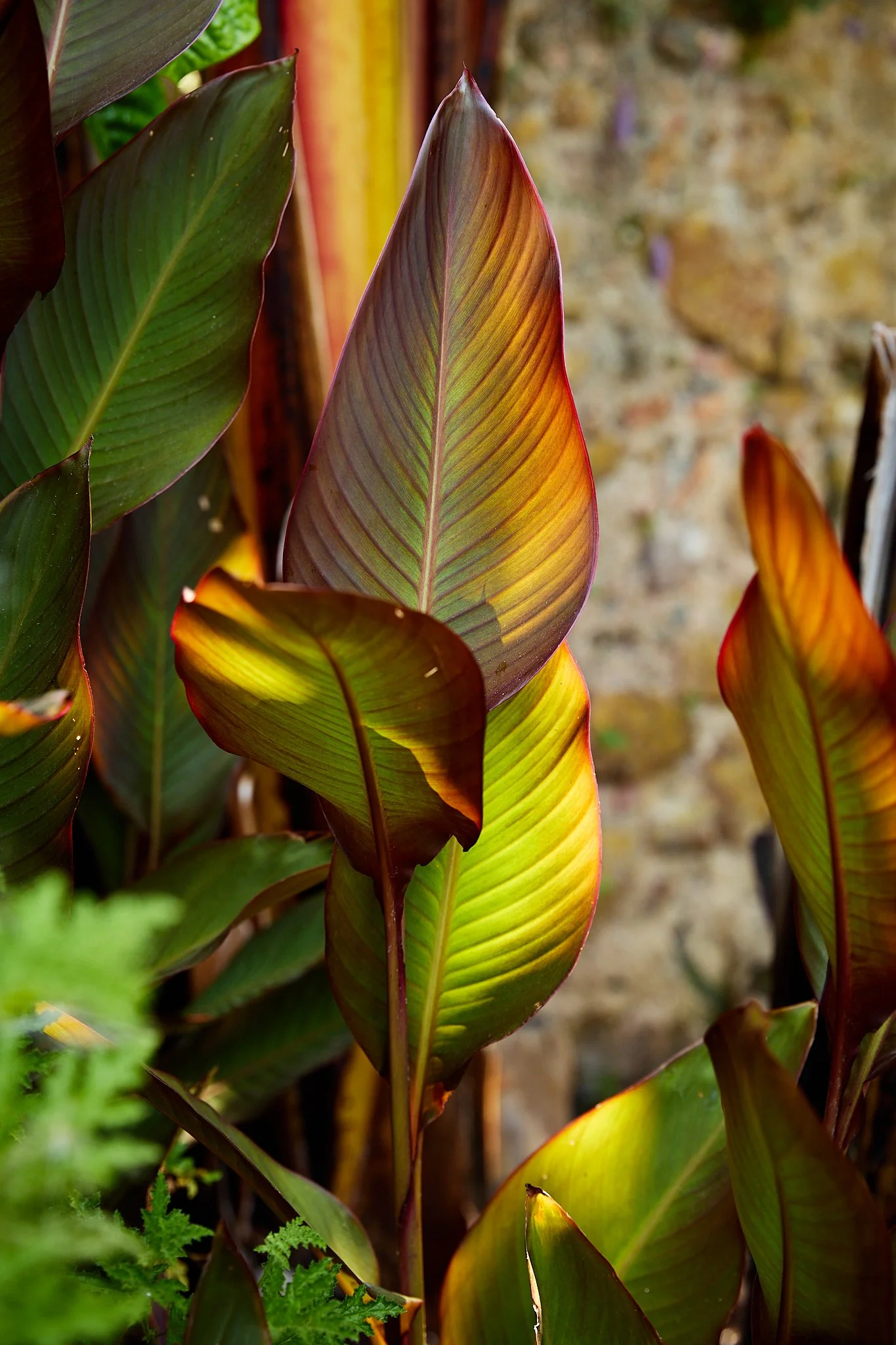 Close-up of colorful tropical foliage with green, burgundy, and golden leaves in a garden