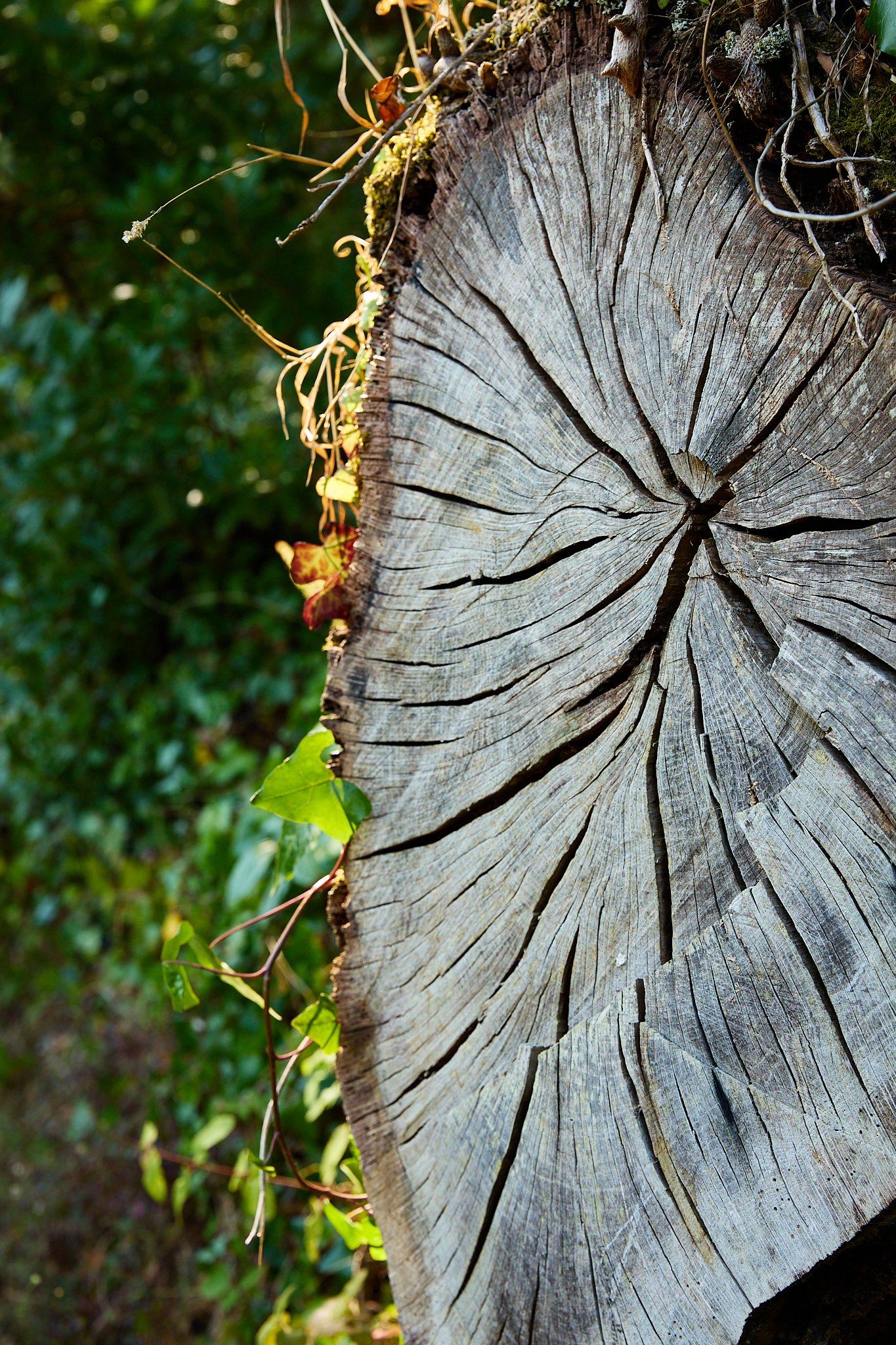 Close-up of a weathered tree stump with cracked growth rings, moss, vines, and forest foliage
