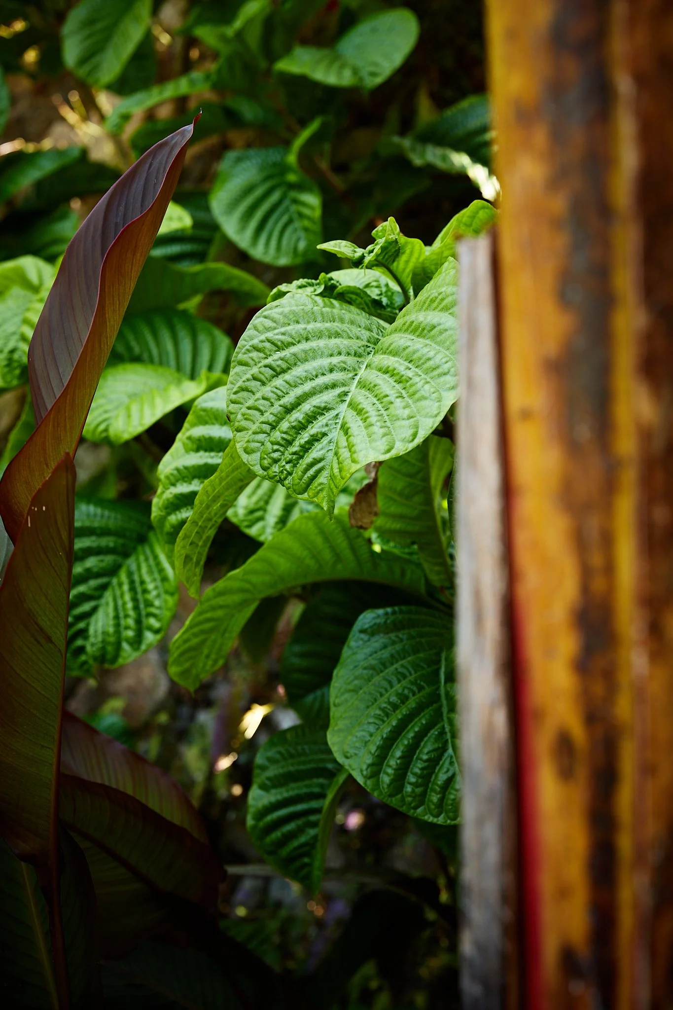 Lush tropical foliage with textured green leaves and a reddish-purple banana leaf beside a wooden structure