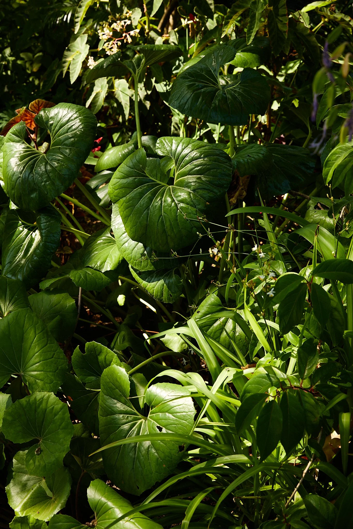 Dense tropical garden foliage with large glossy green leaves and small white flowers in sunlight