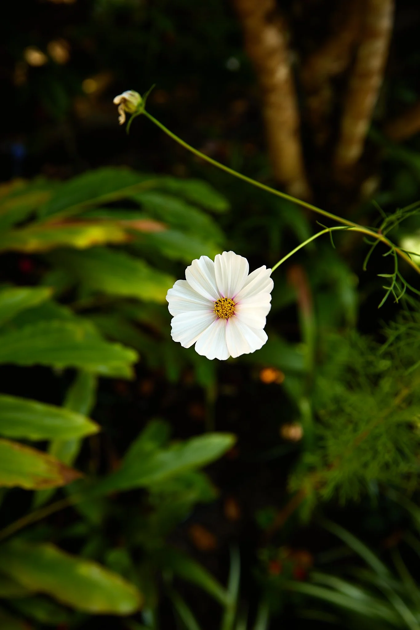 White cosmos flower blooming among lush green garden foliage