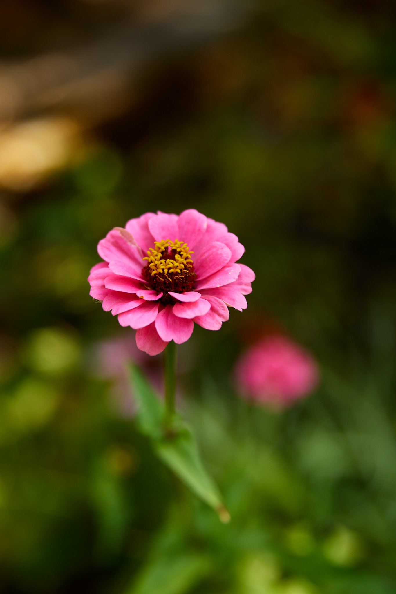 Close-up of a pink zinnia flower with yellow florets against a blurred green garden background