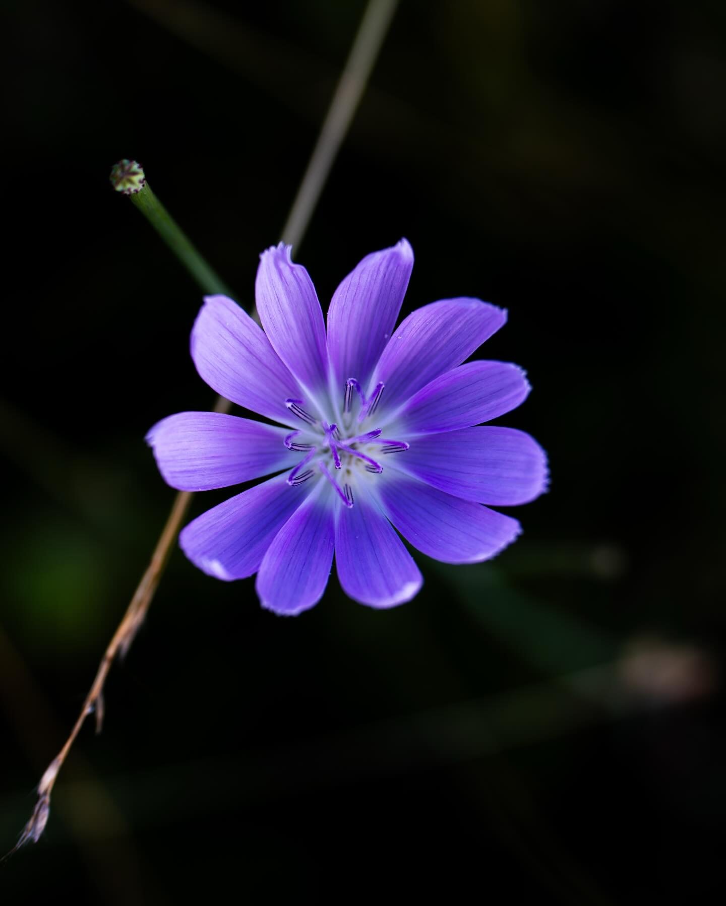 Purple Flower