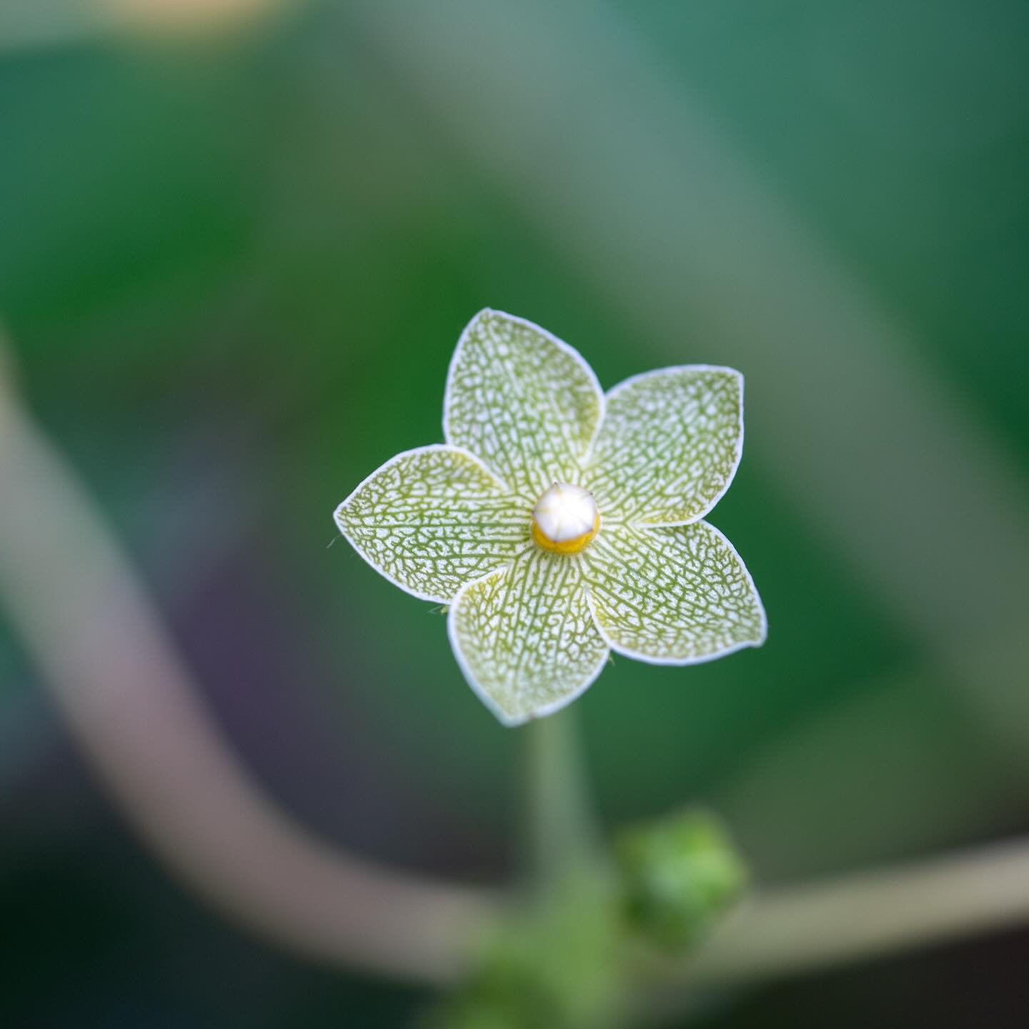 Peal Milkweed Vine