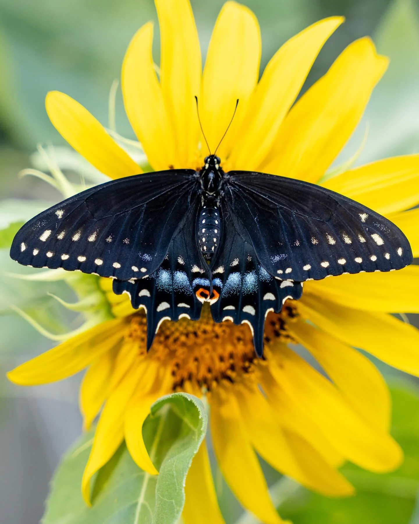 Female hand raised swallowtail.