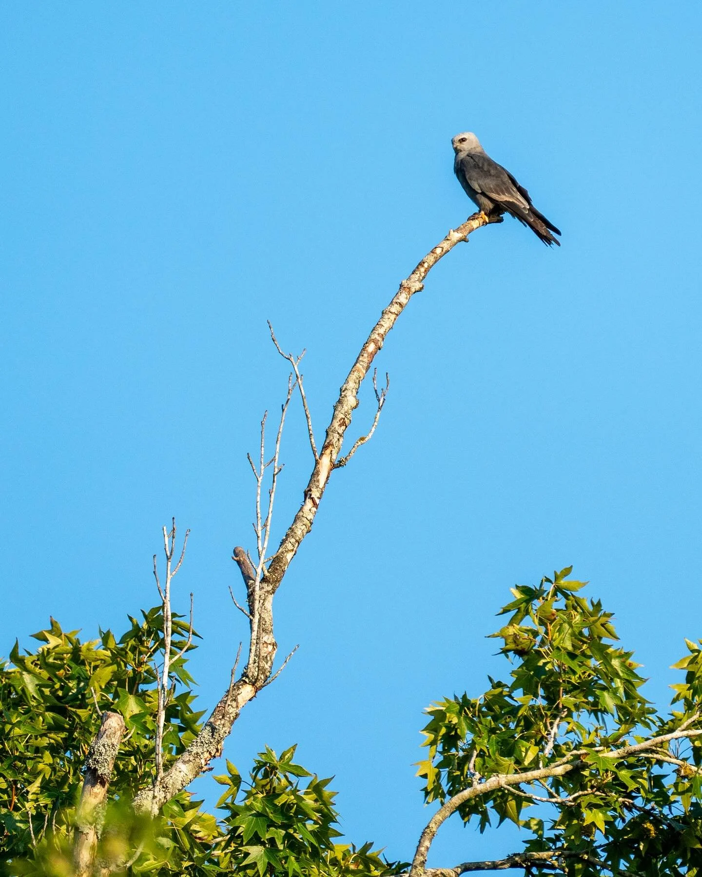 Mississippi Kite