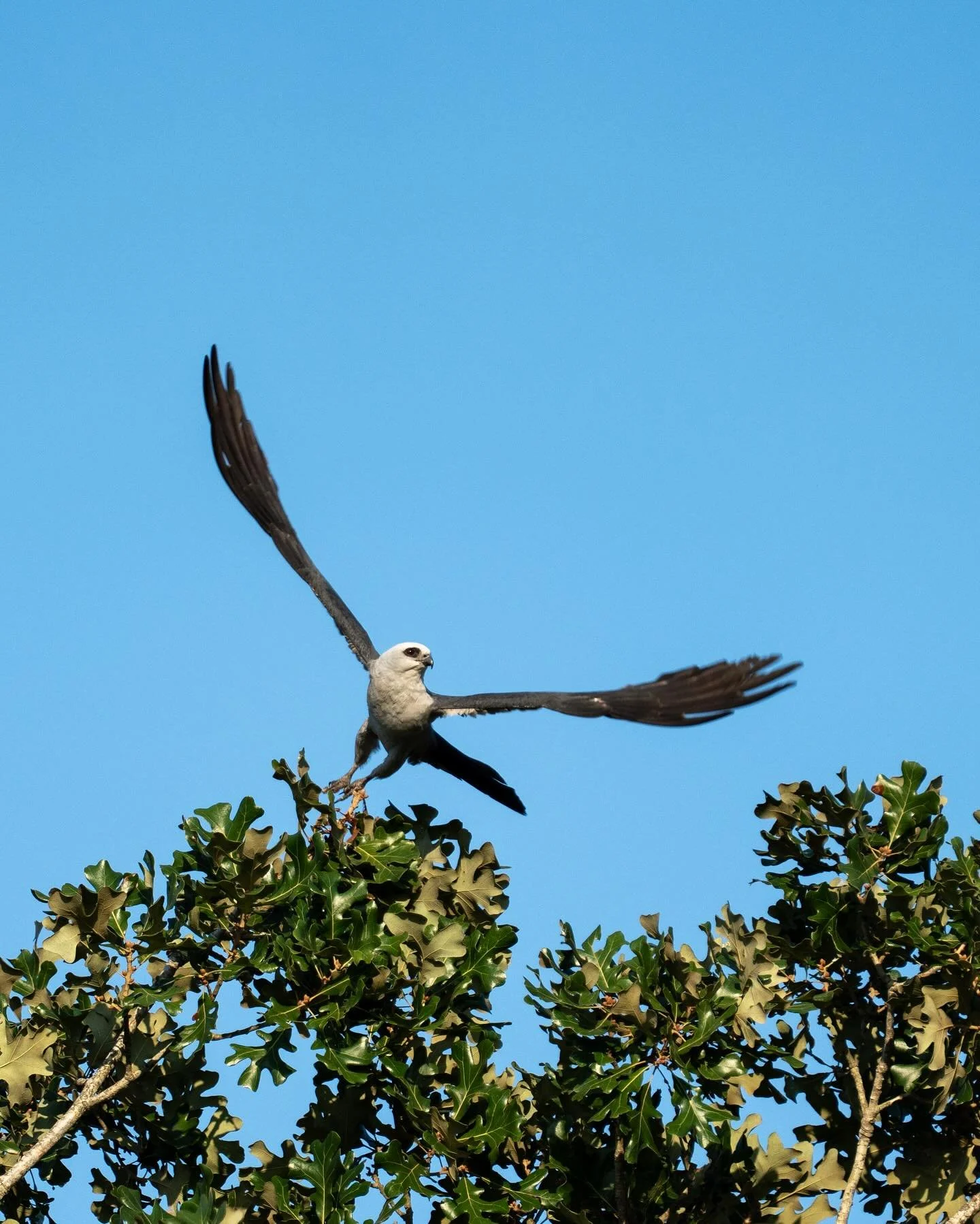 Mississippi Kite