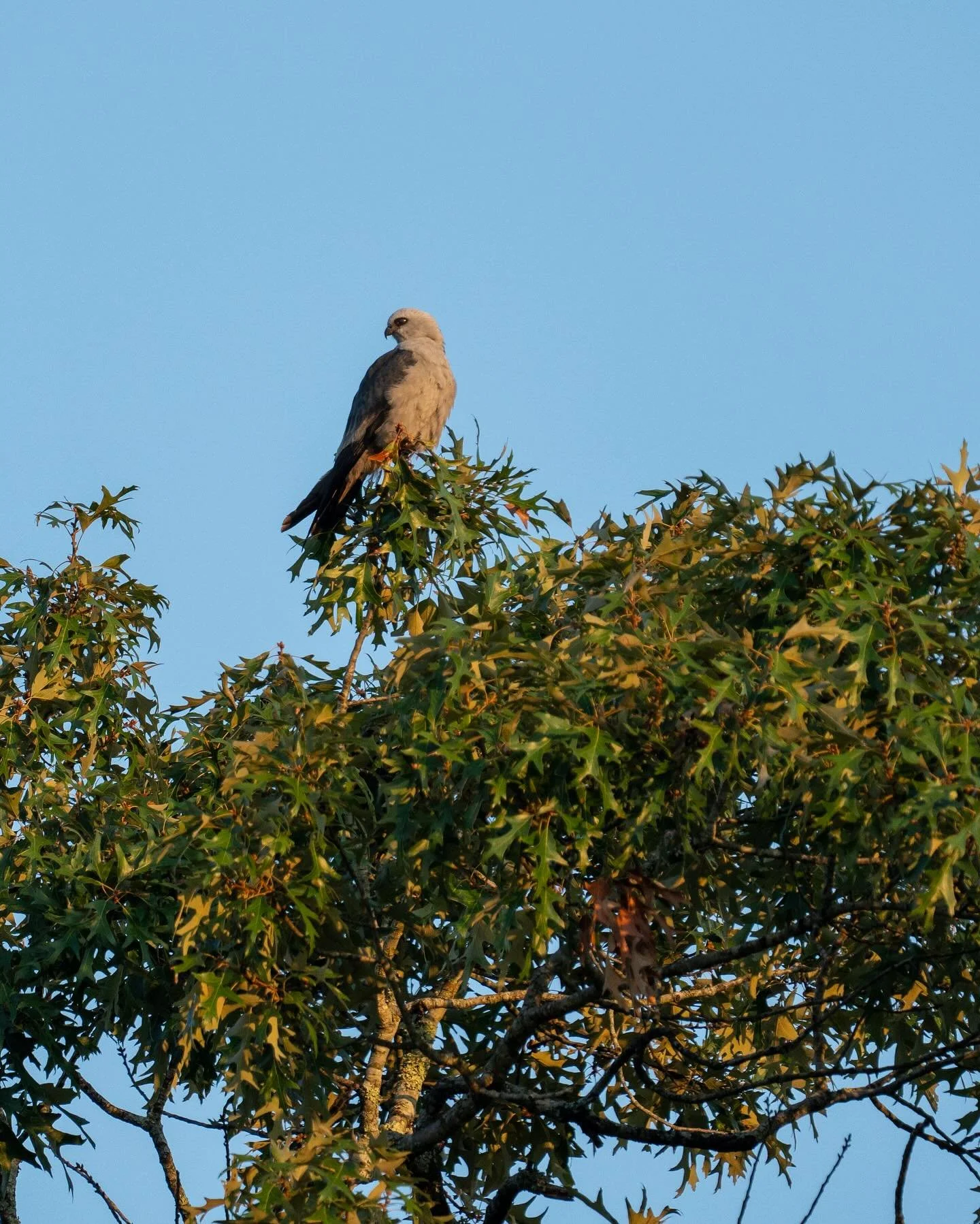 Mississippi Kite