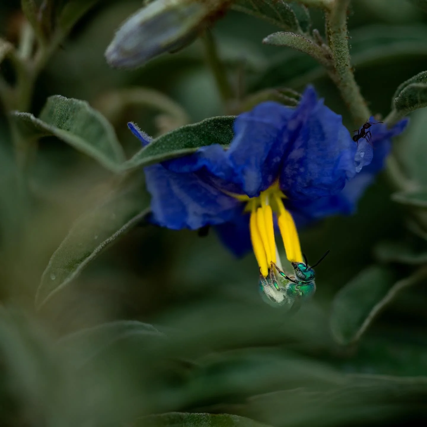 Green Bee