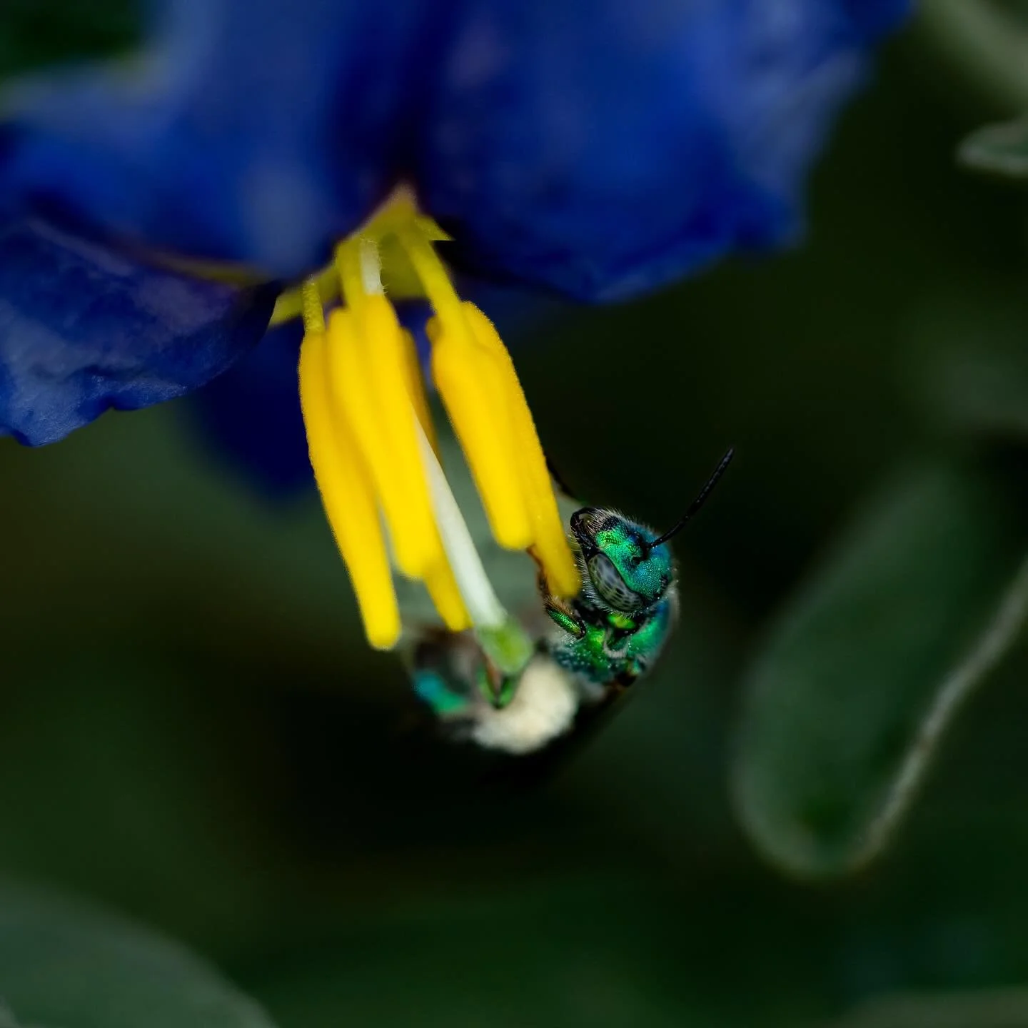 Green Bee
