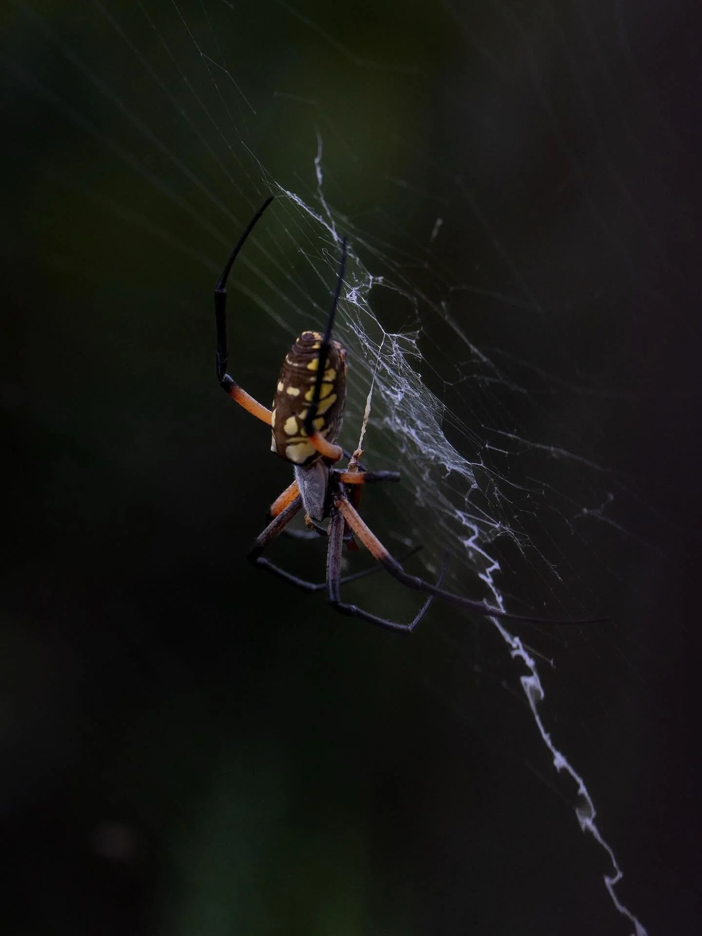 Spider