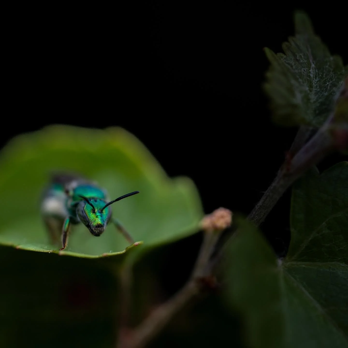 Green Bee