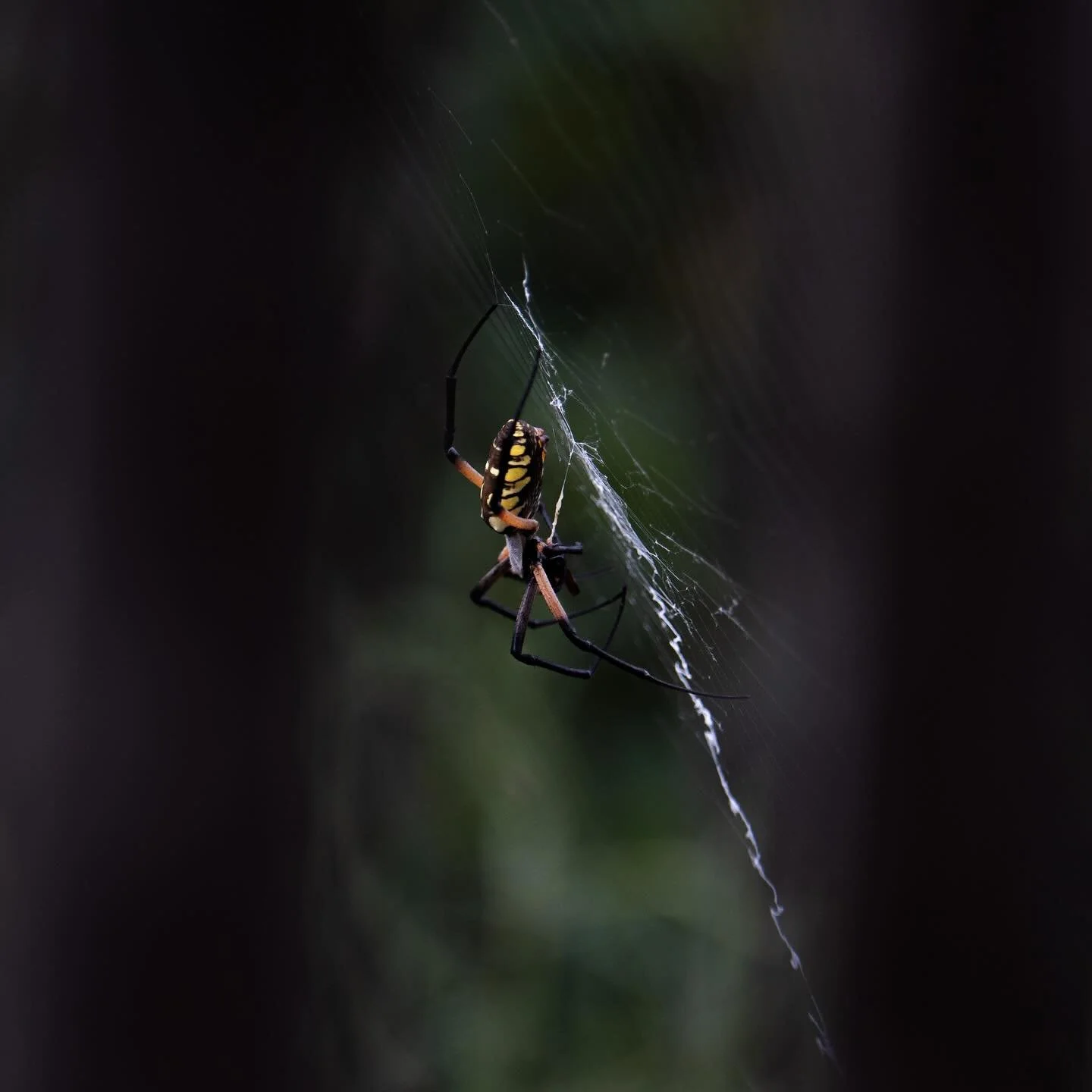 Spider