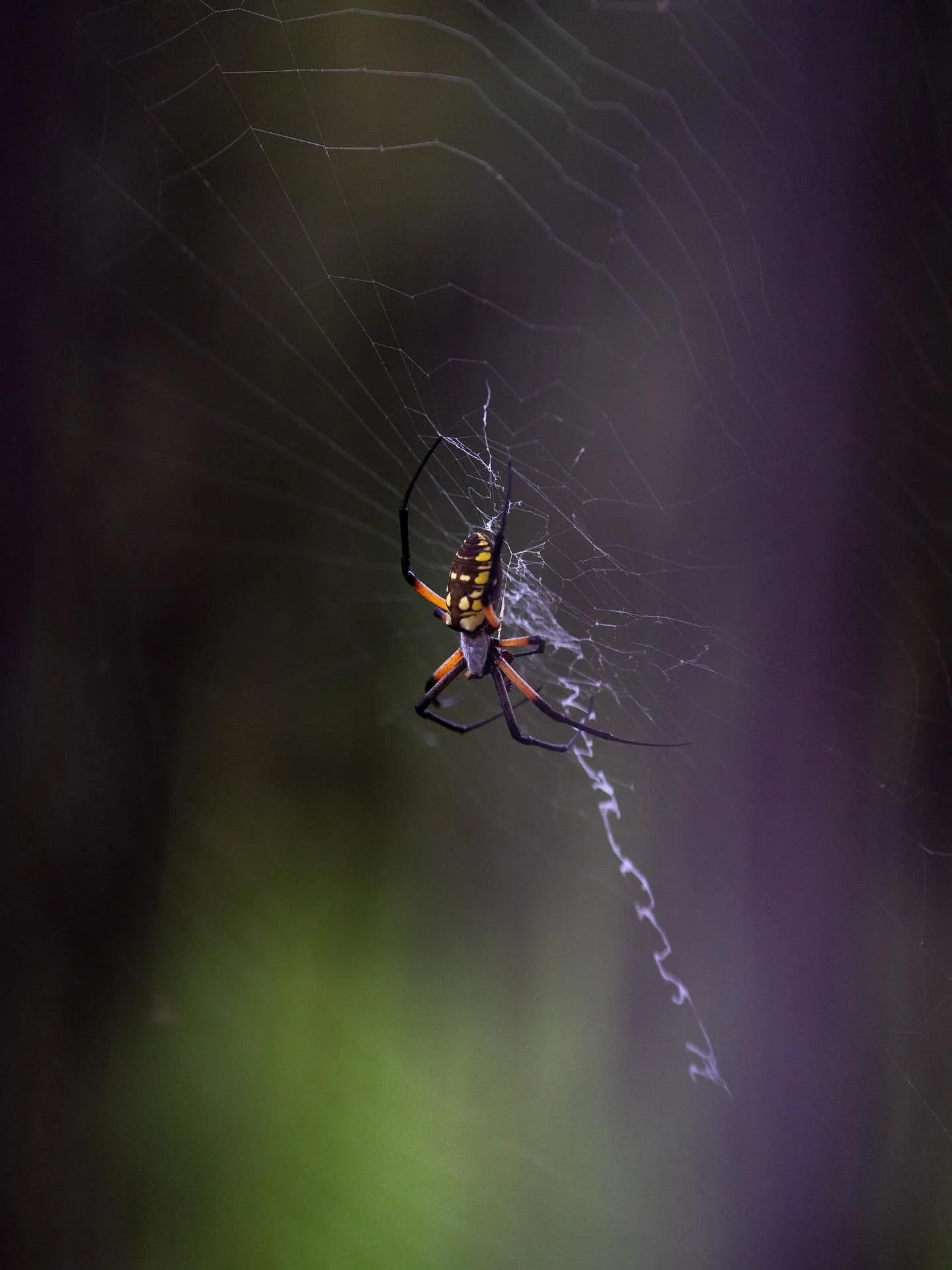 Spider