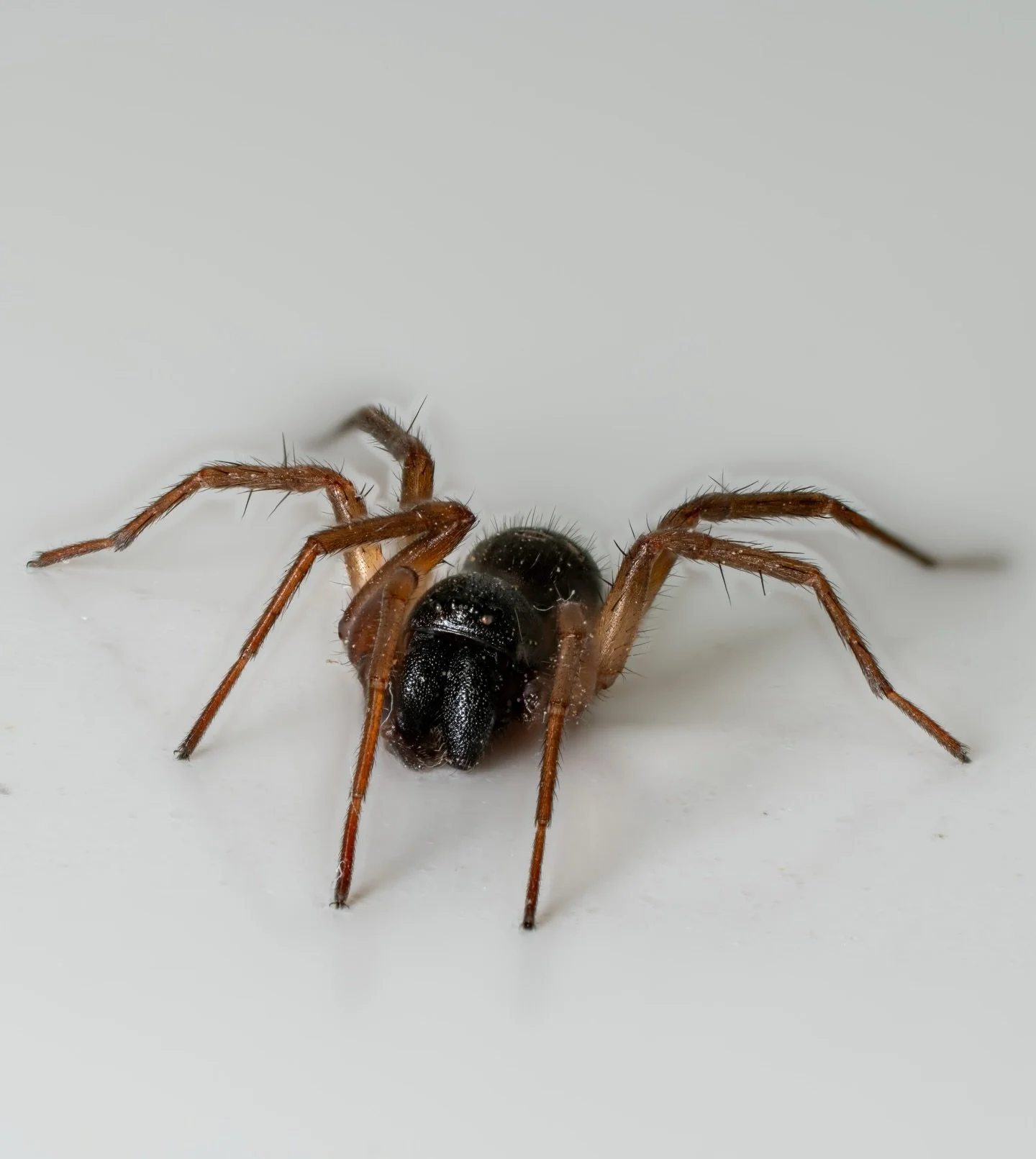 Bathroom Spider