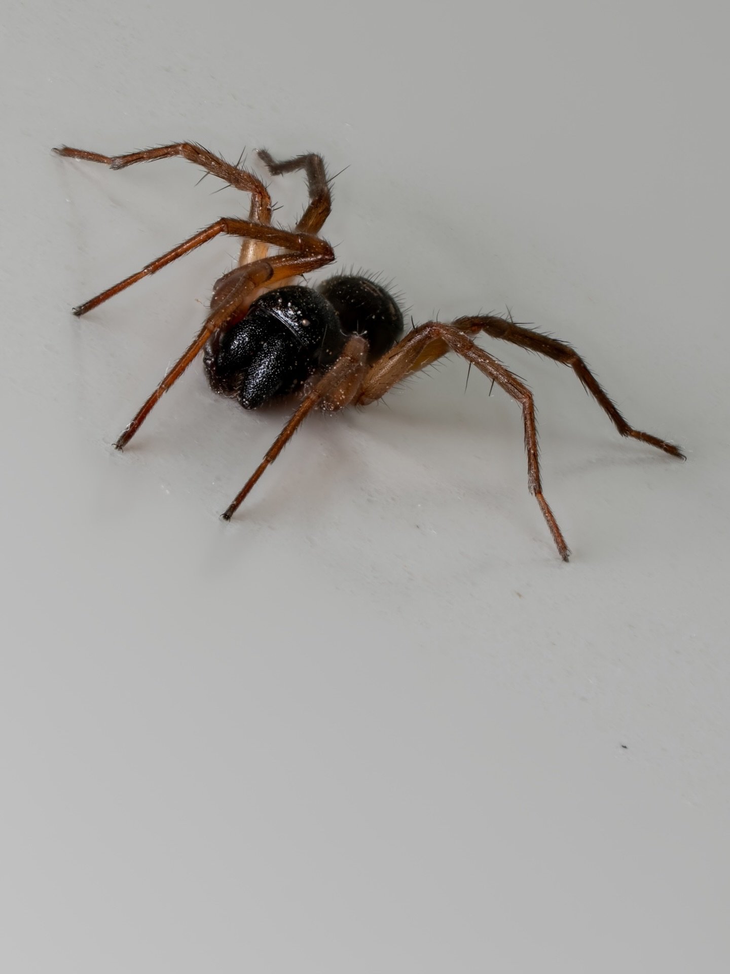 Bathroom Spider