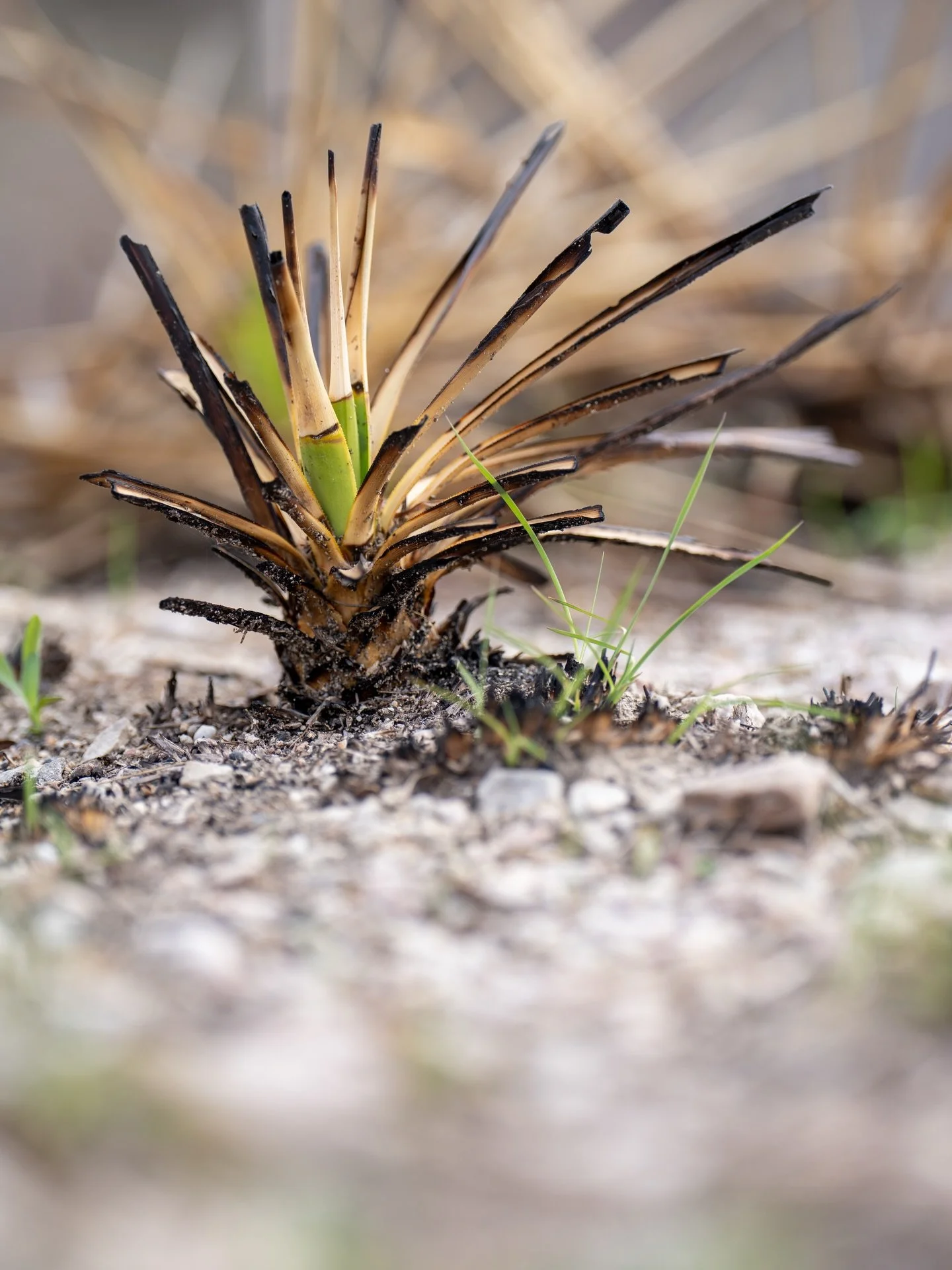 Doeskin Ranch: Foliage post burn.