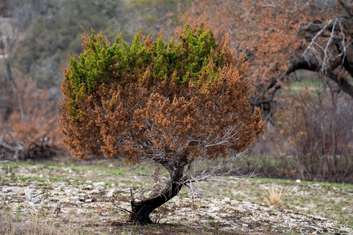 Doeskin Ranch: Foliage post burn.
