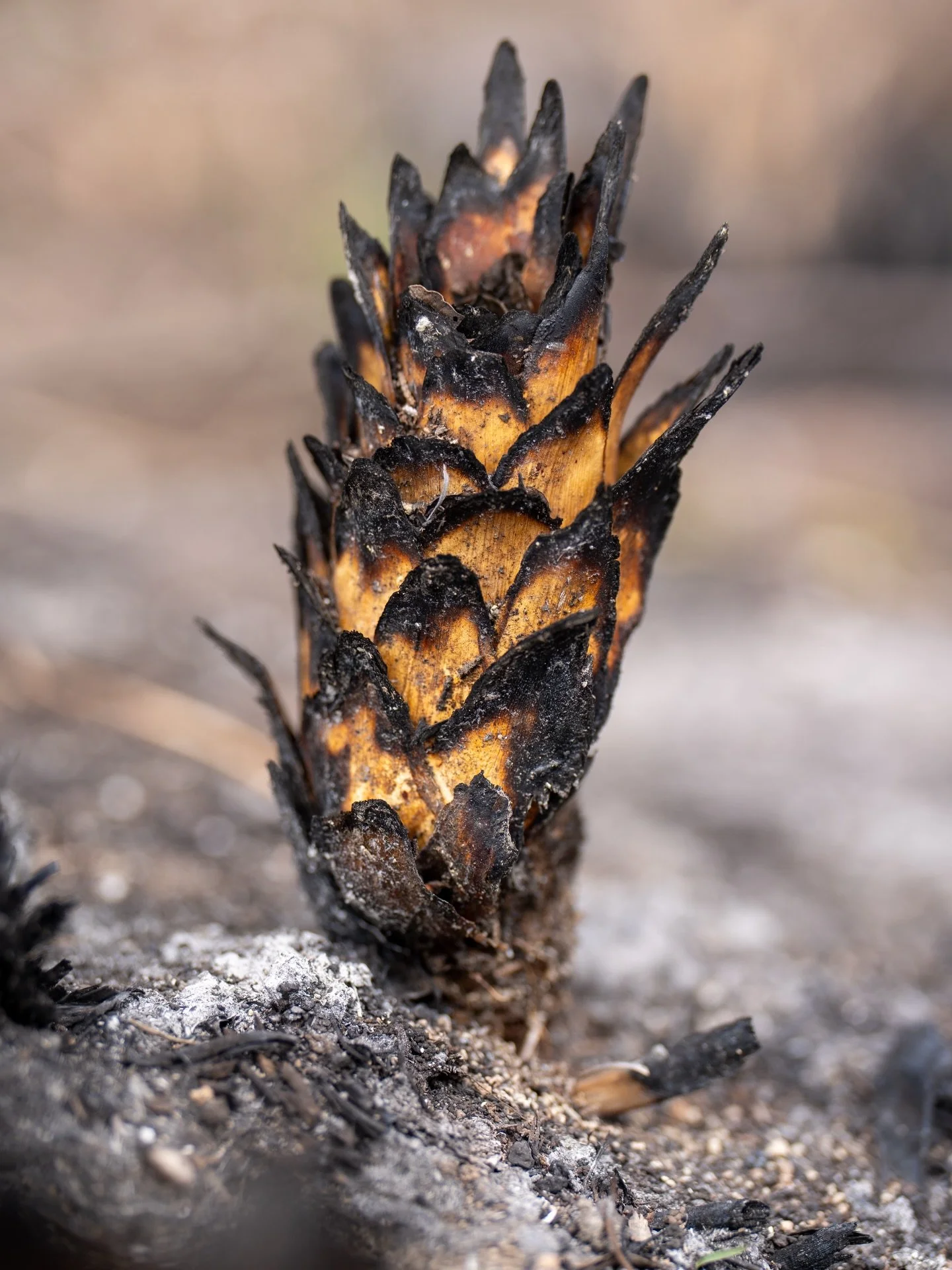 Doeskin Ranch: Foliage post burn.