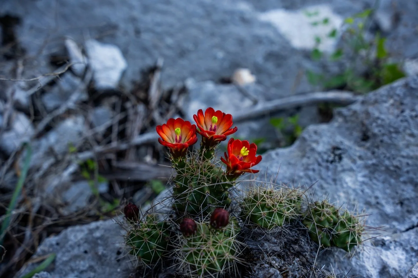 Colored Bend State Park