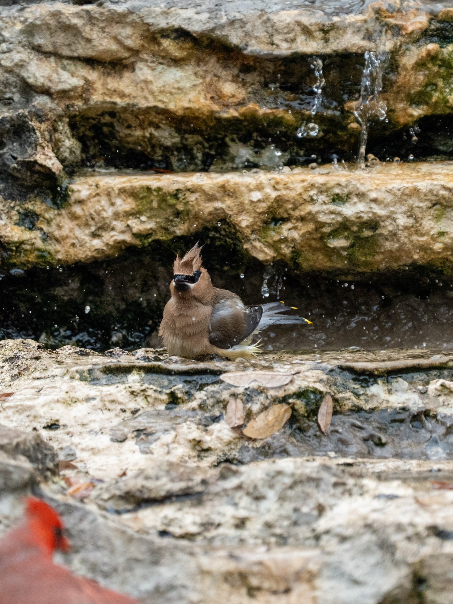 Guadalupe River Park: Cedar Waxing