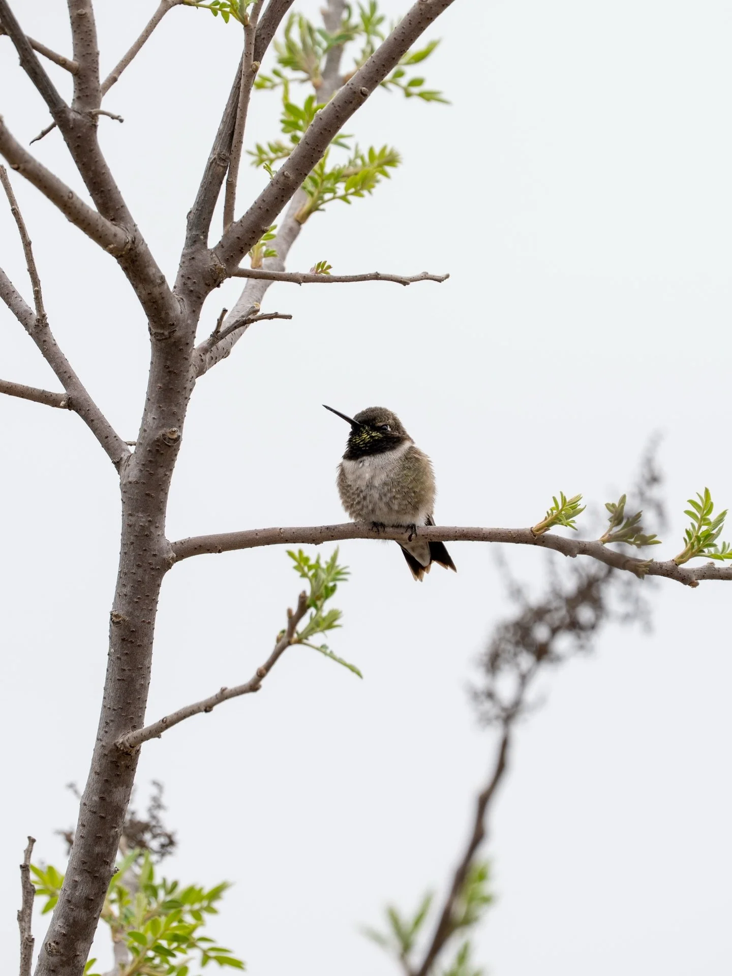 Guadalupe River Park: Humming Bird