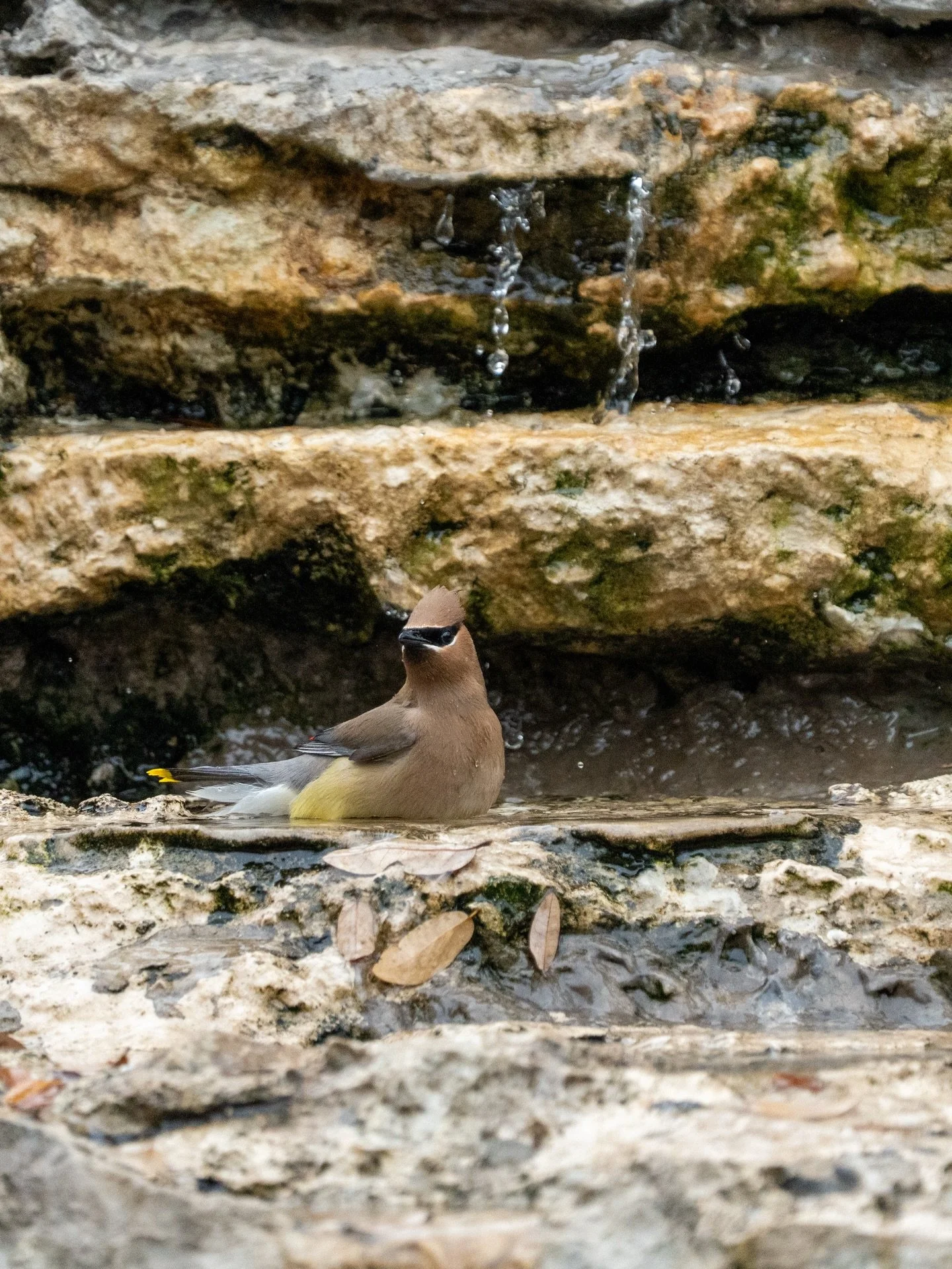 Guadalupe River Park: Cedar Waxing