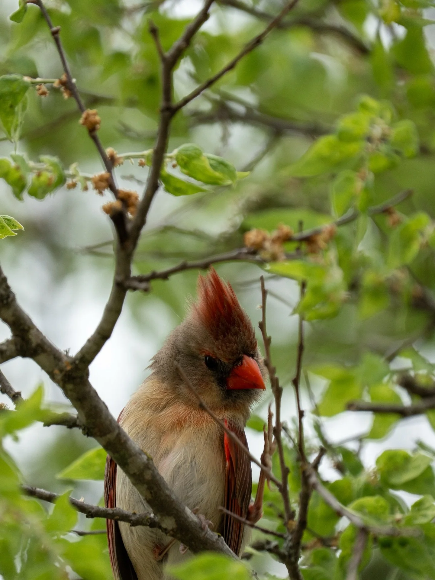 Guadalupe River Park: Female Cardinal